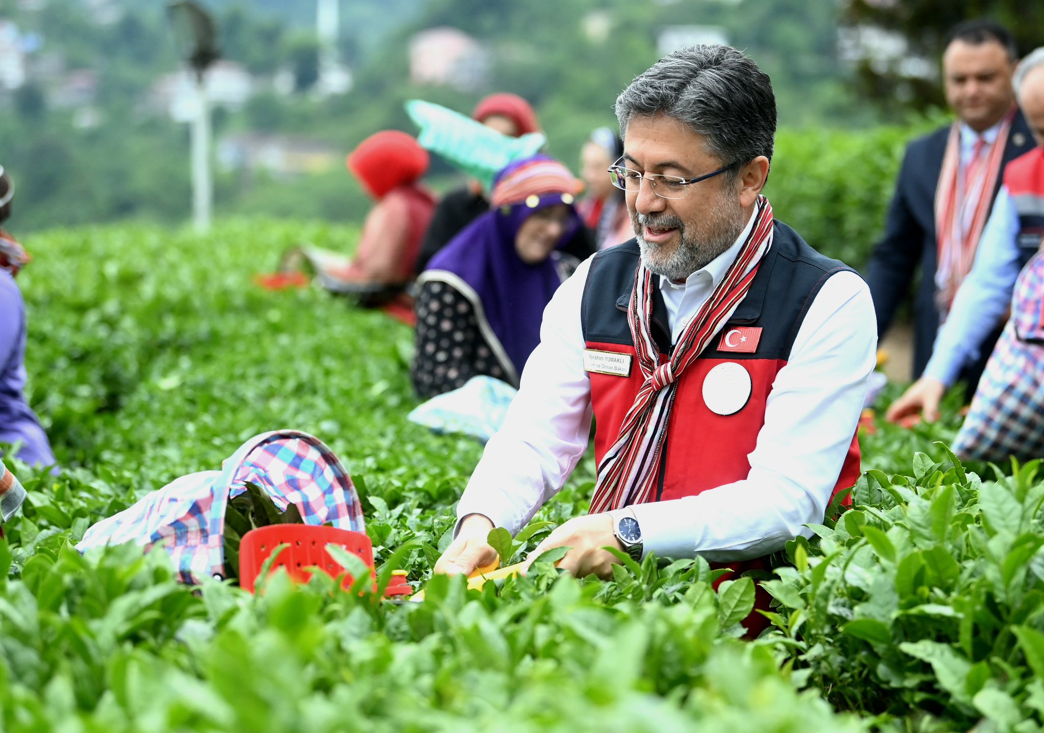 Çay toplayan işçiler