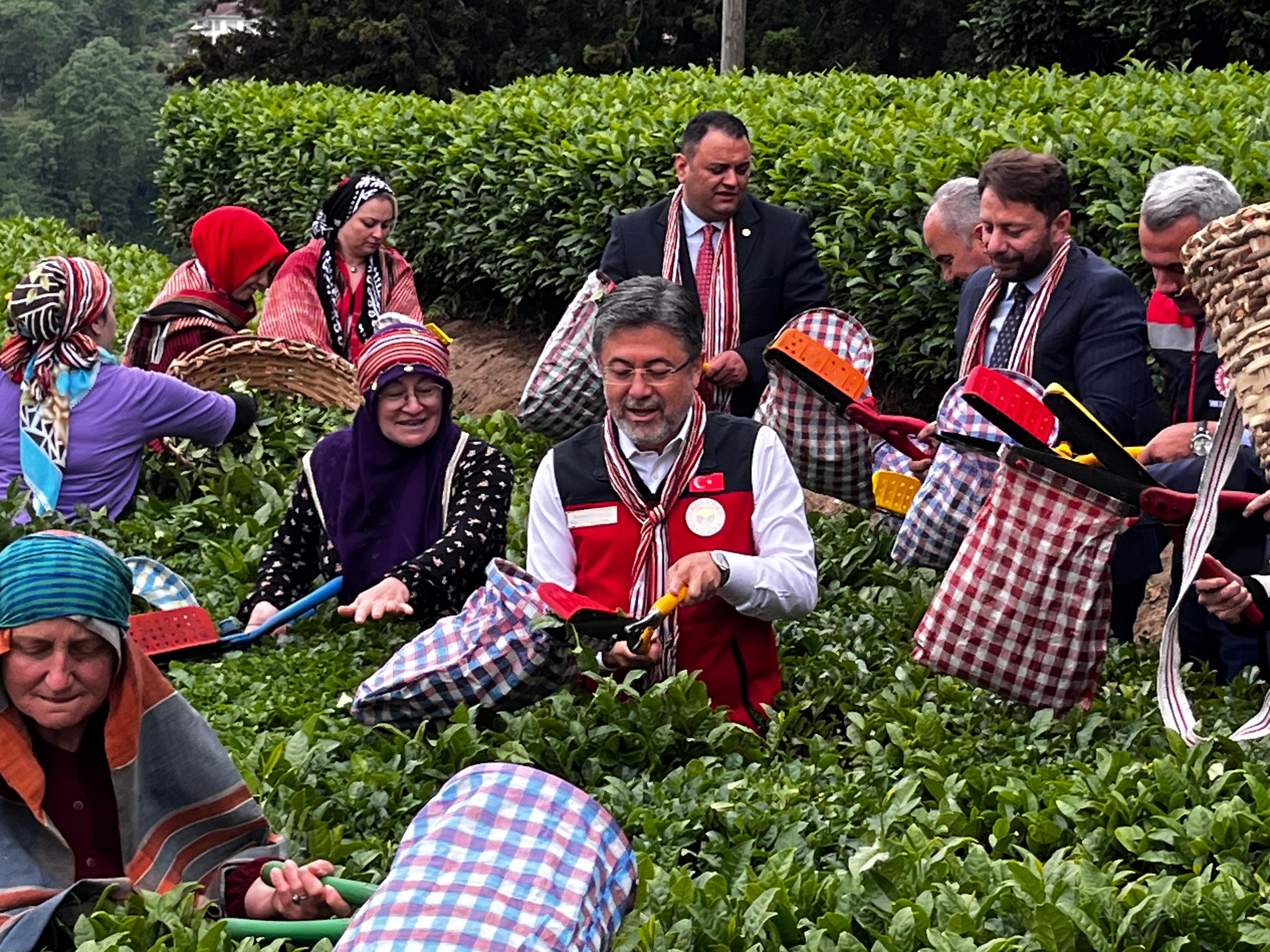 Çay bahçelerinden görüntüler