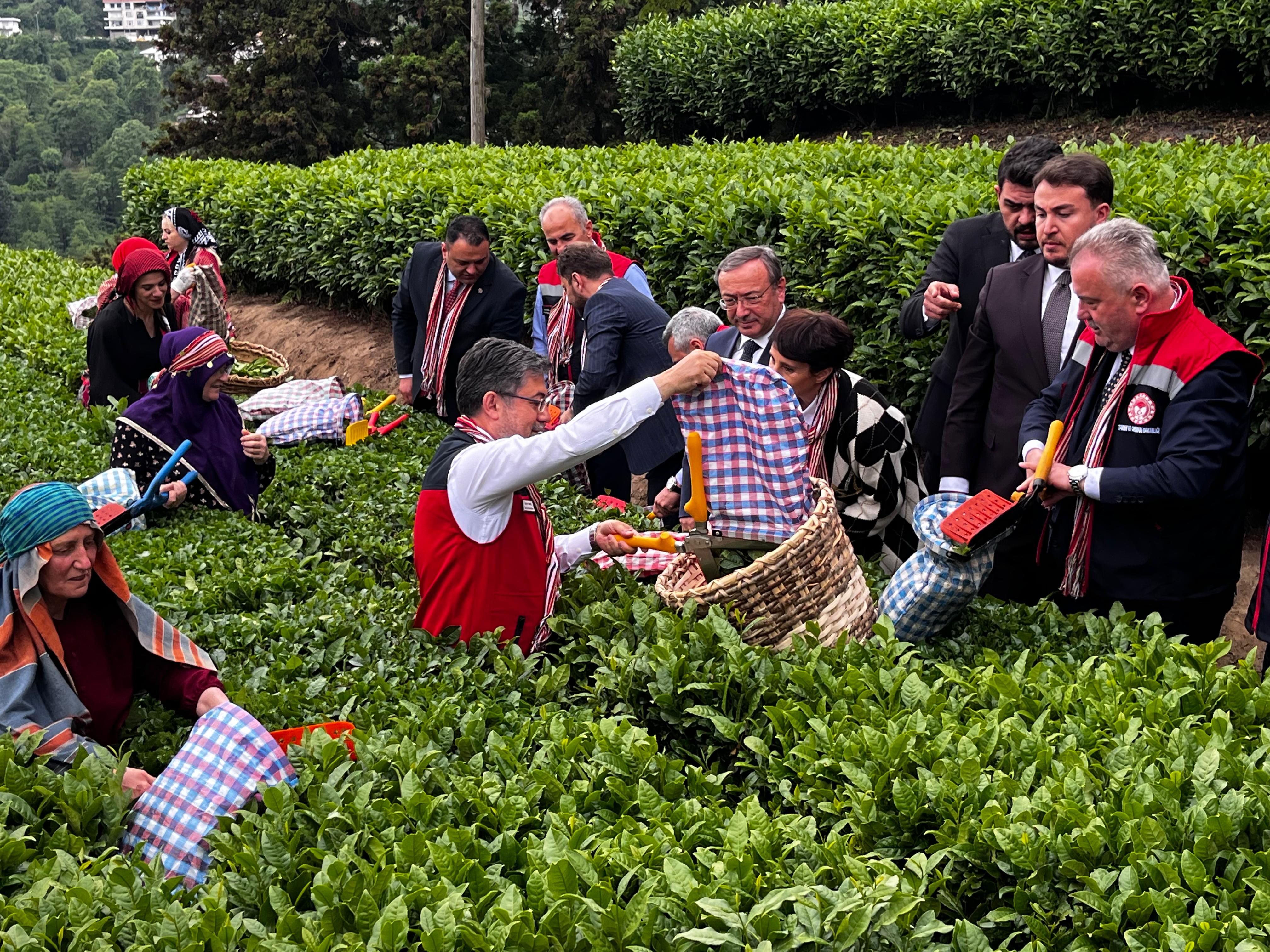 Bakan Yumaklı çay toplarken