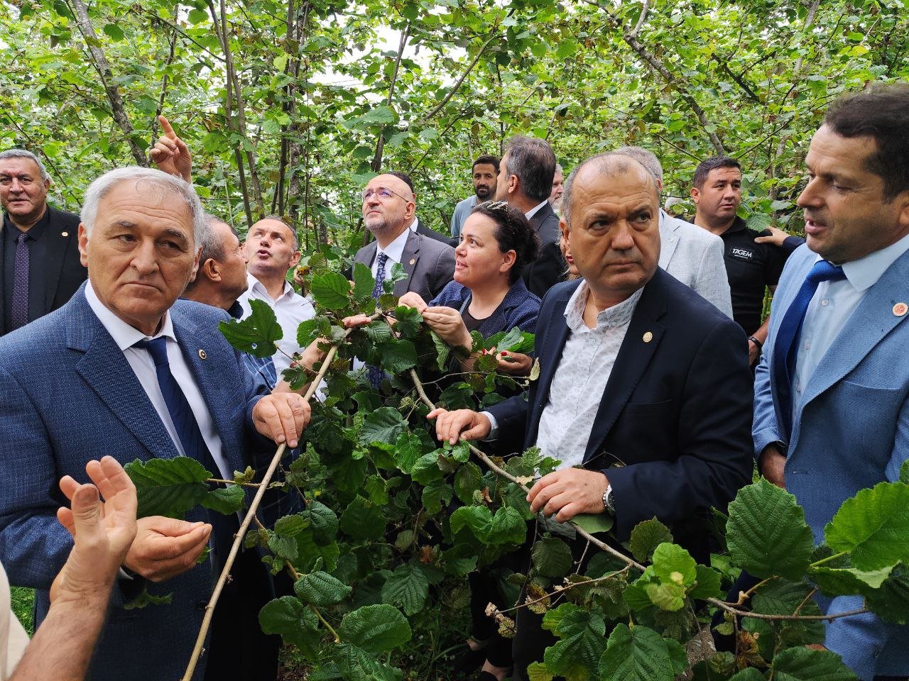 TBMM Komisyonu Giresun Fındık Bahçeleri