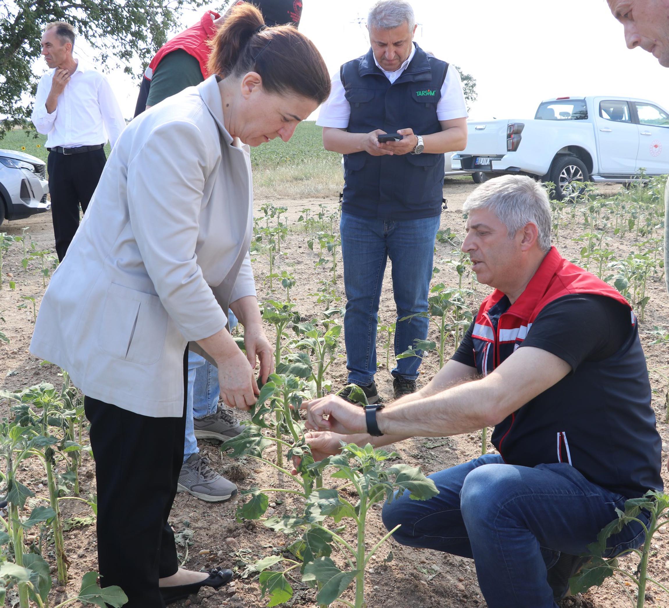 Edirne Dolu Felaketi