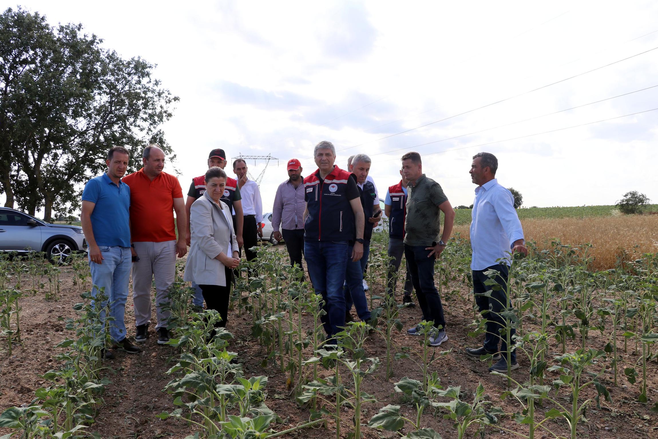 Edirne Tarım Zararı