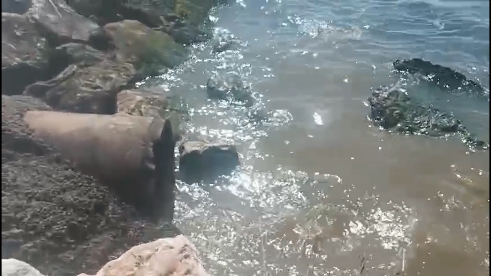 Yalova Belediyesi deniz kirliliği