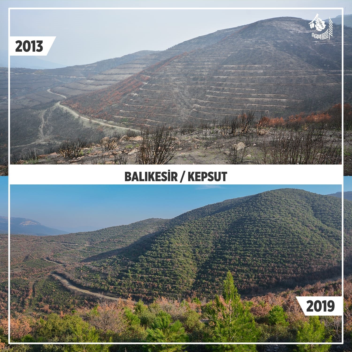 Orman Yangını