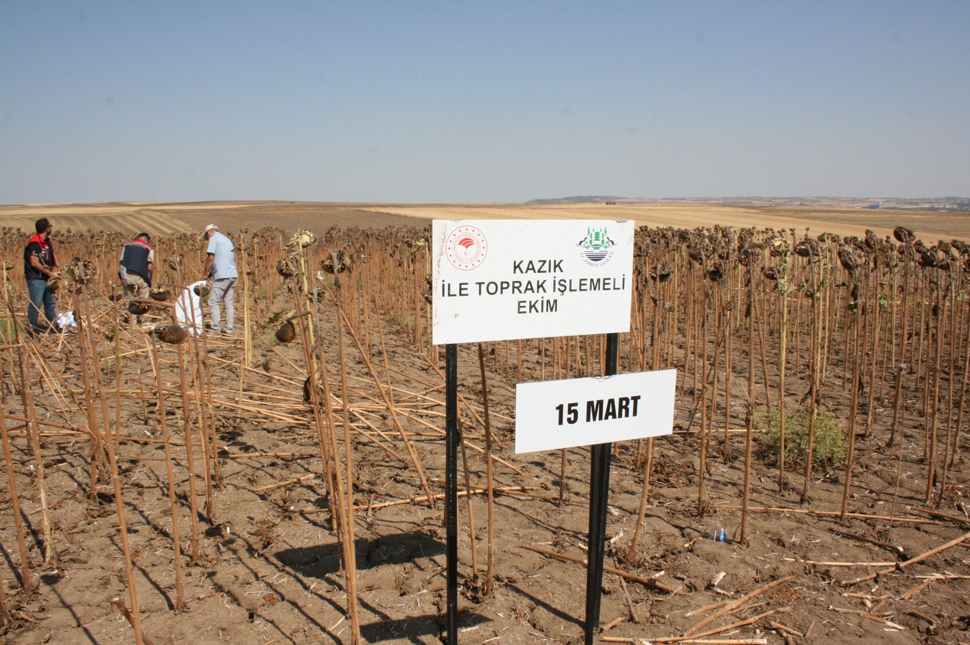 Vali Yunus Sezer ayçiçeği hasadı