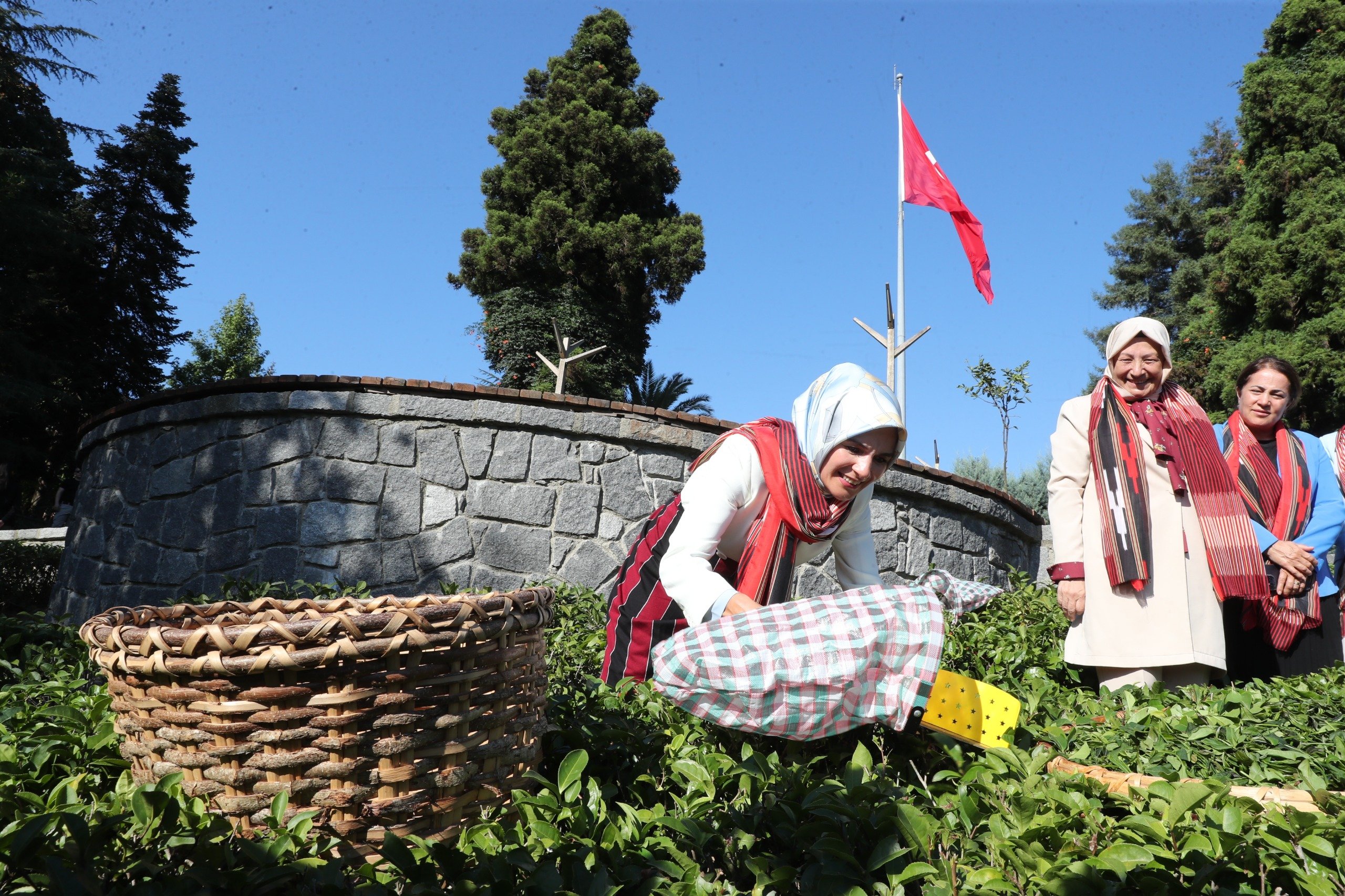 Bakan Göktaş Çay Hasadı