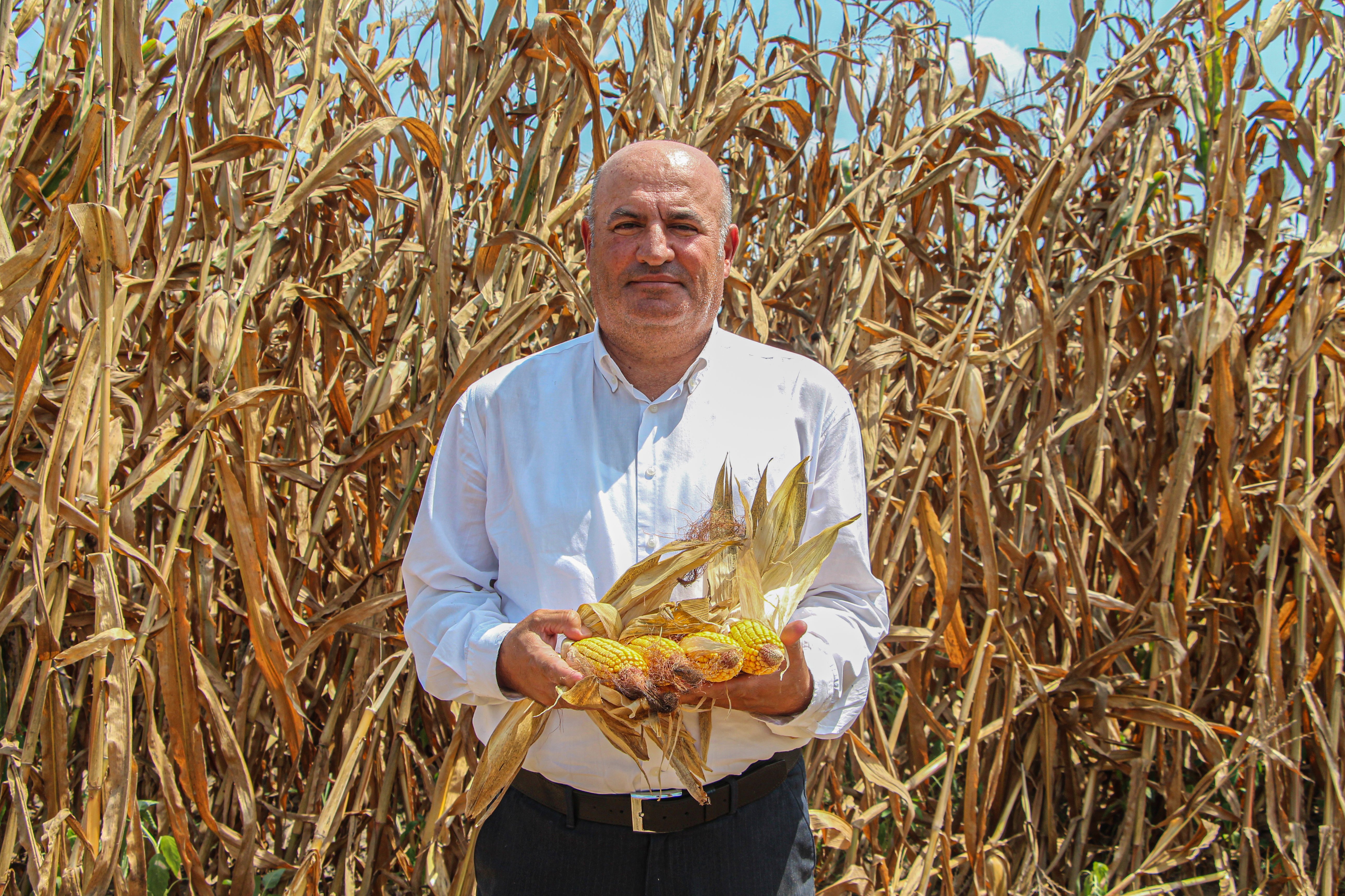 Mısır hasadı Çukurova