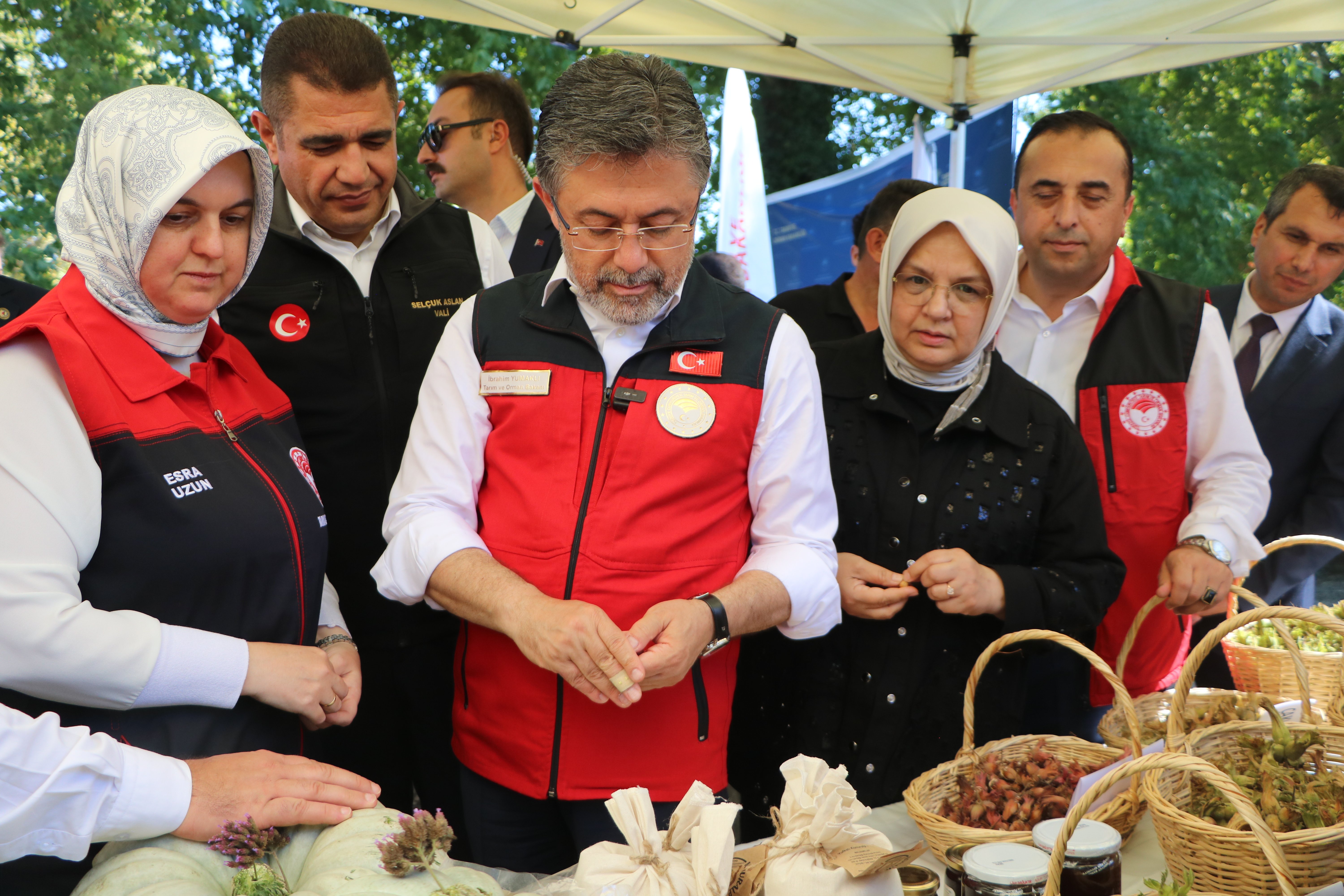 Bakan Yumaklı fındık topluyor