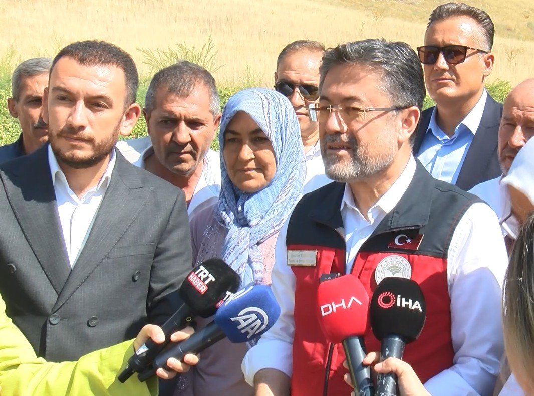 Ayaş domatesi hasadı
