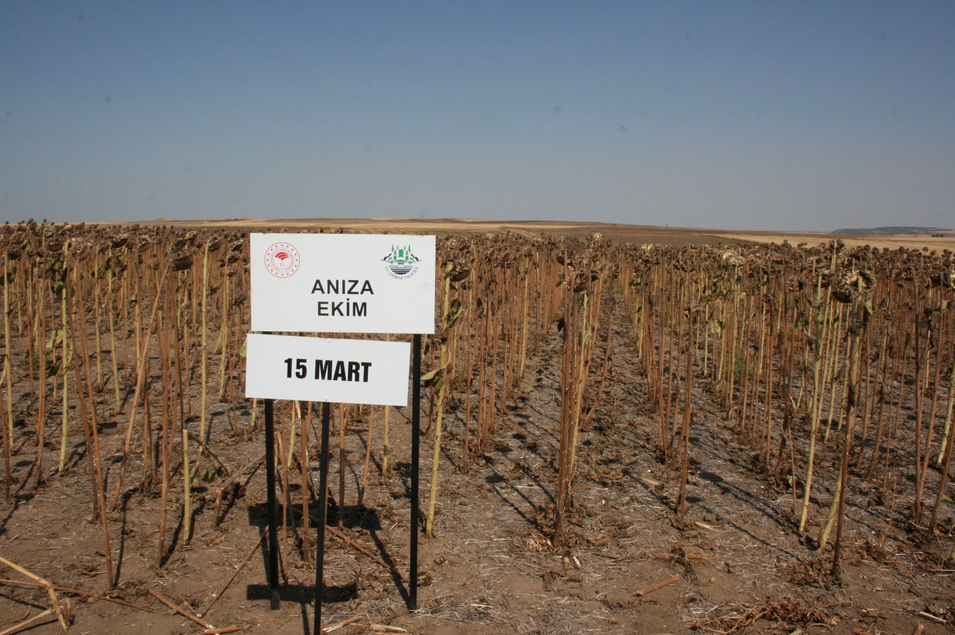 Edirne ayçiçeği ekim projesi