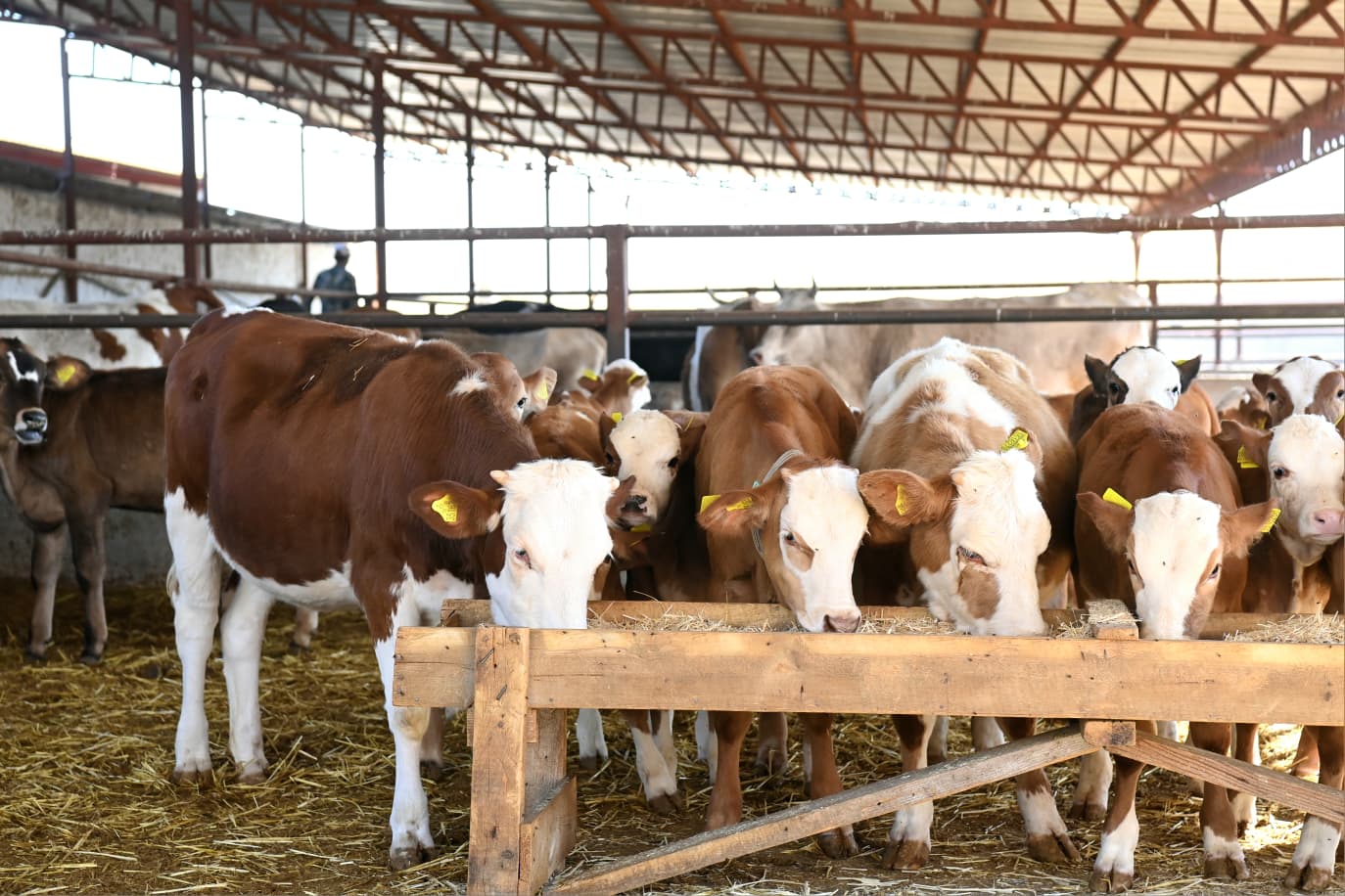 Bakan İbrahim Yumaklı besi çiftliğinde