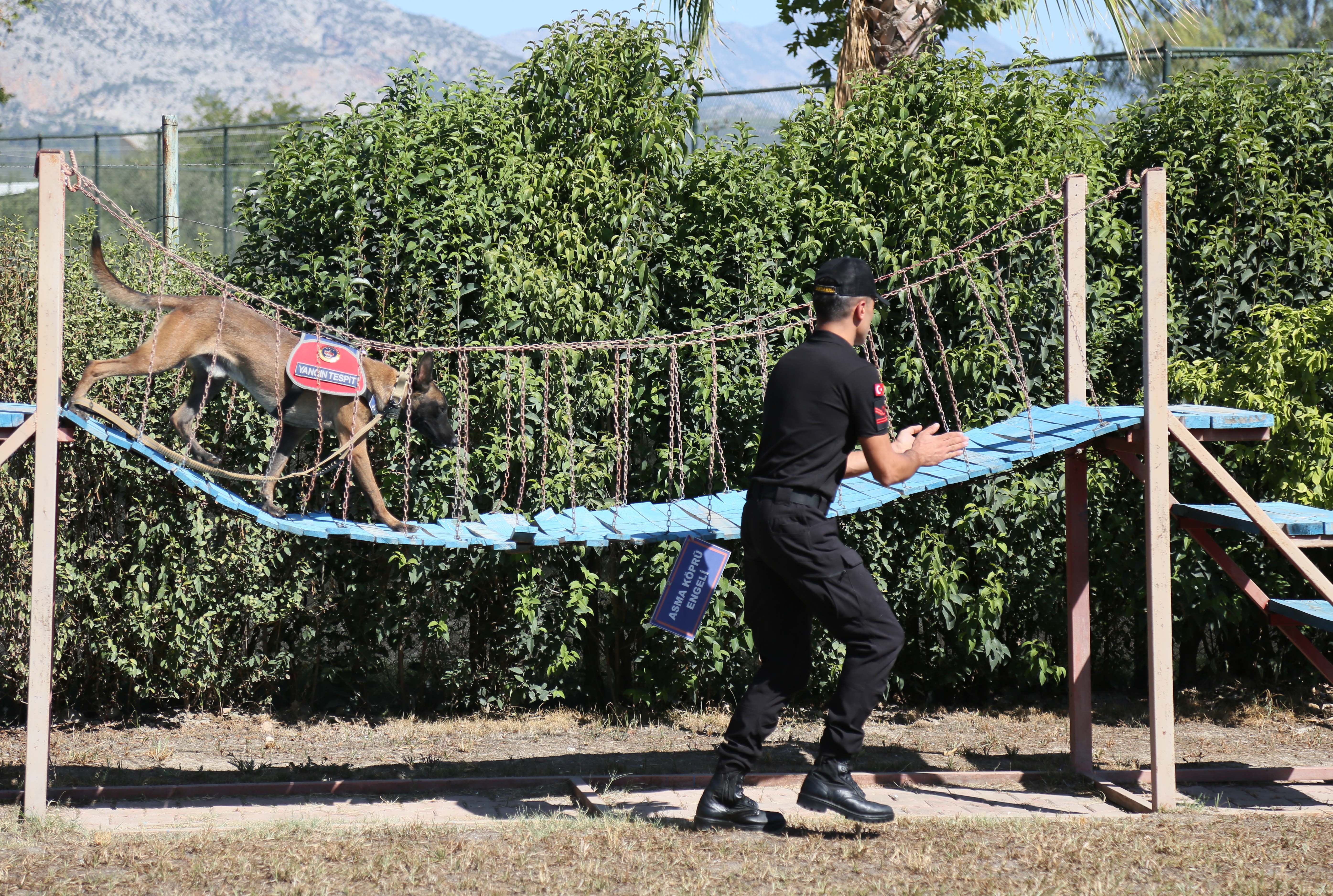 Jandarma yangın mücadelesi