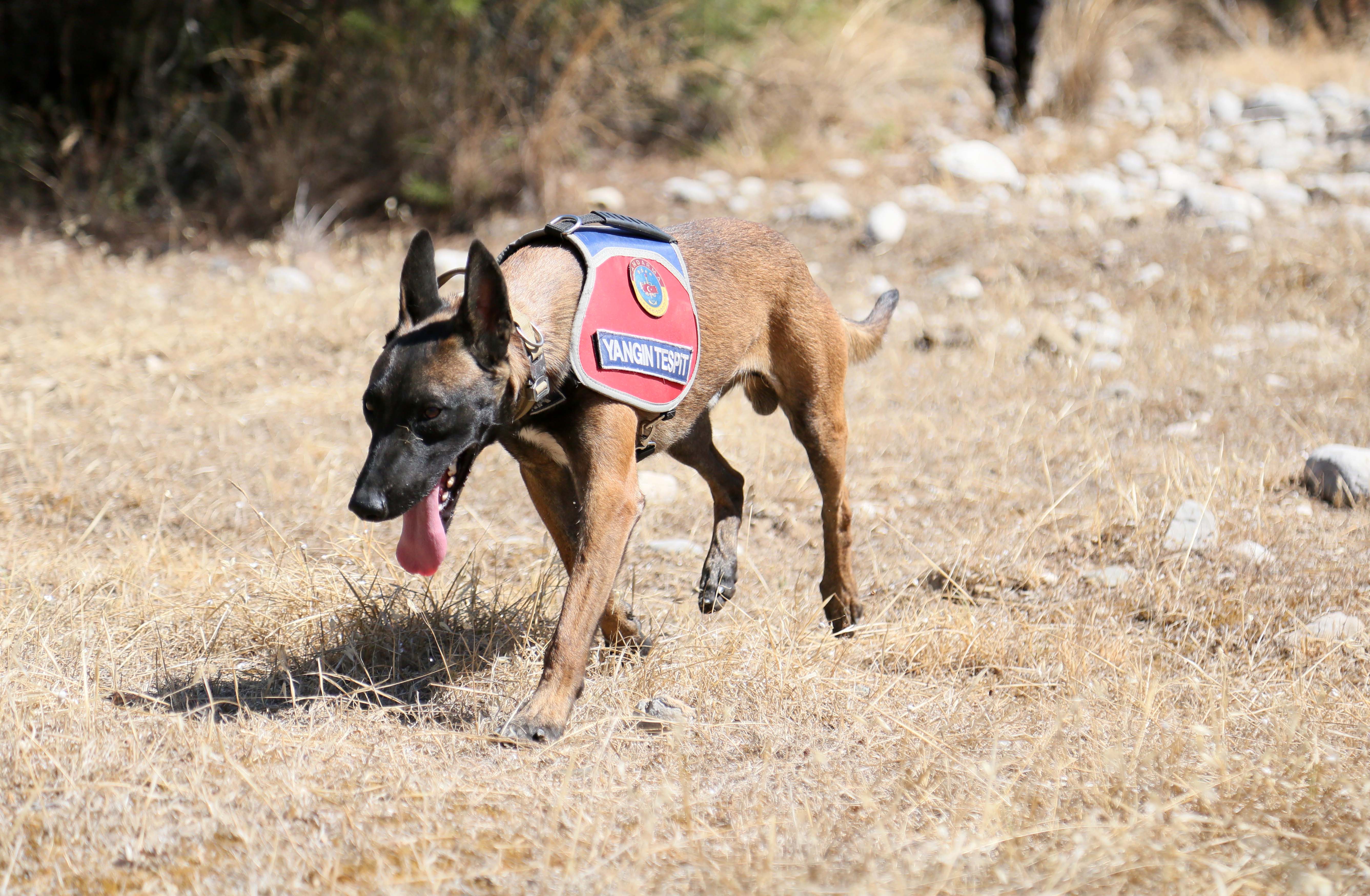 Jandarma köpek eğitimi