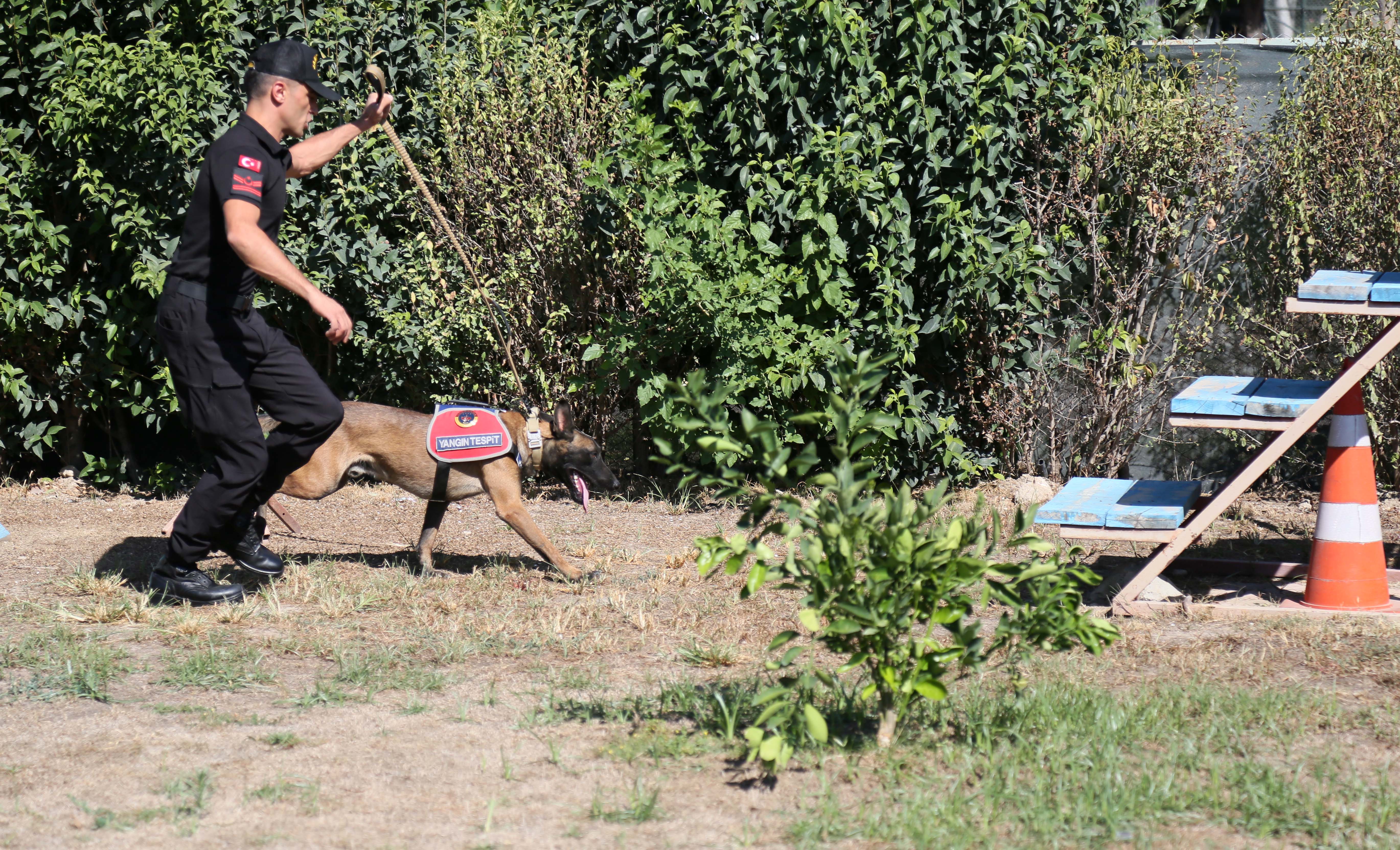 Jandarma köpeği yangın incelemesi