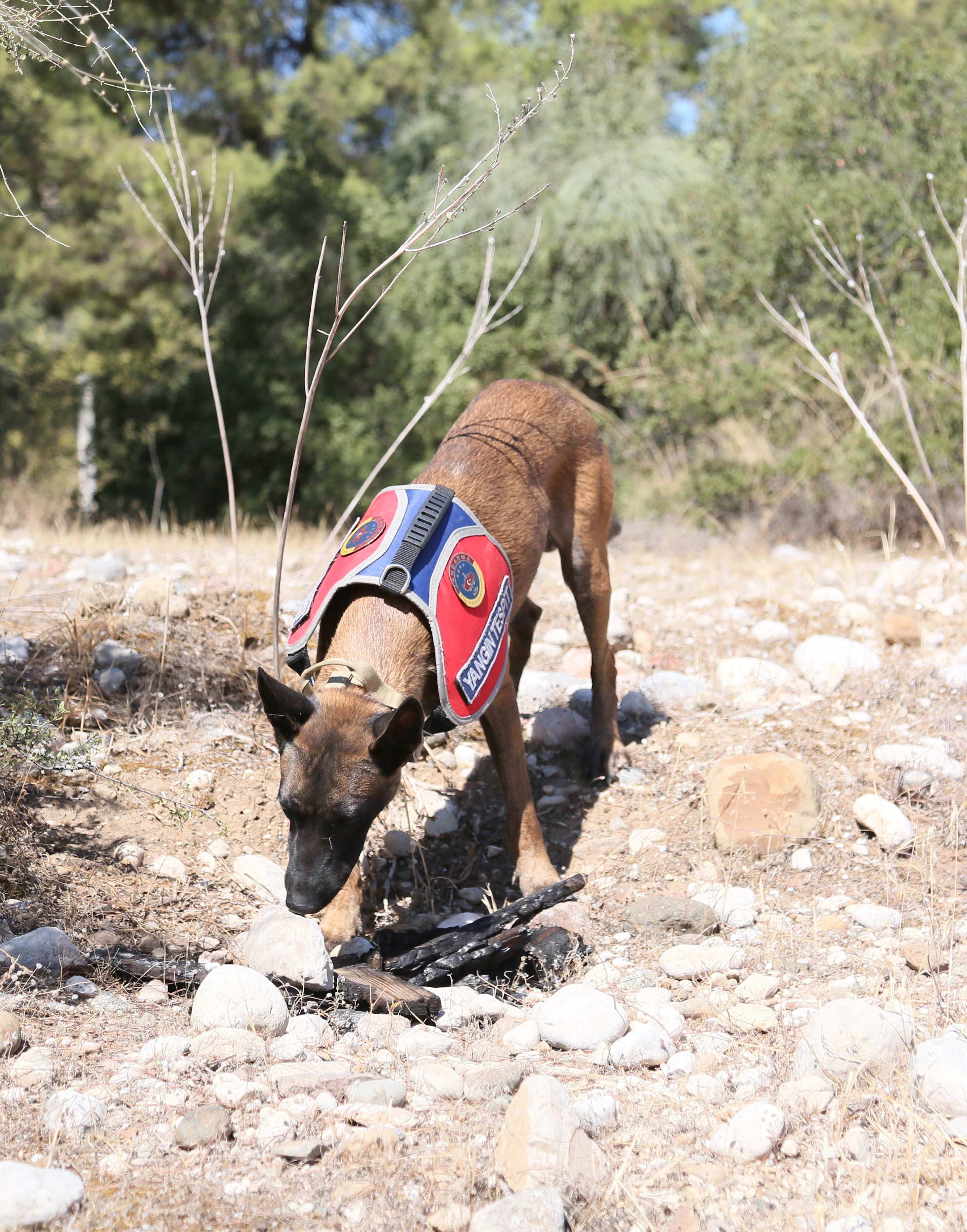 Jandarma köpeği Hane