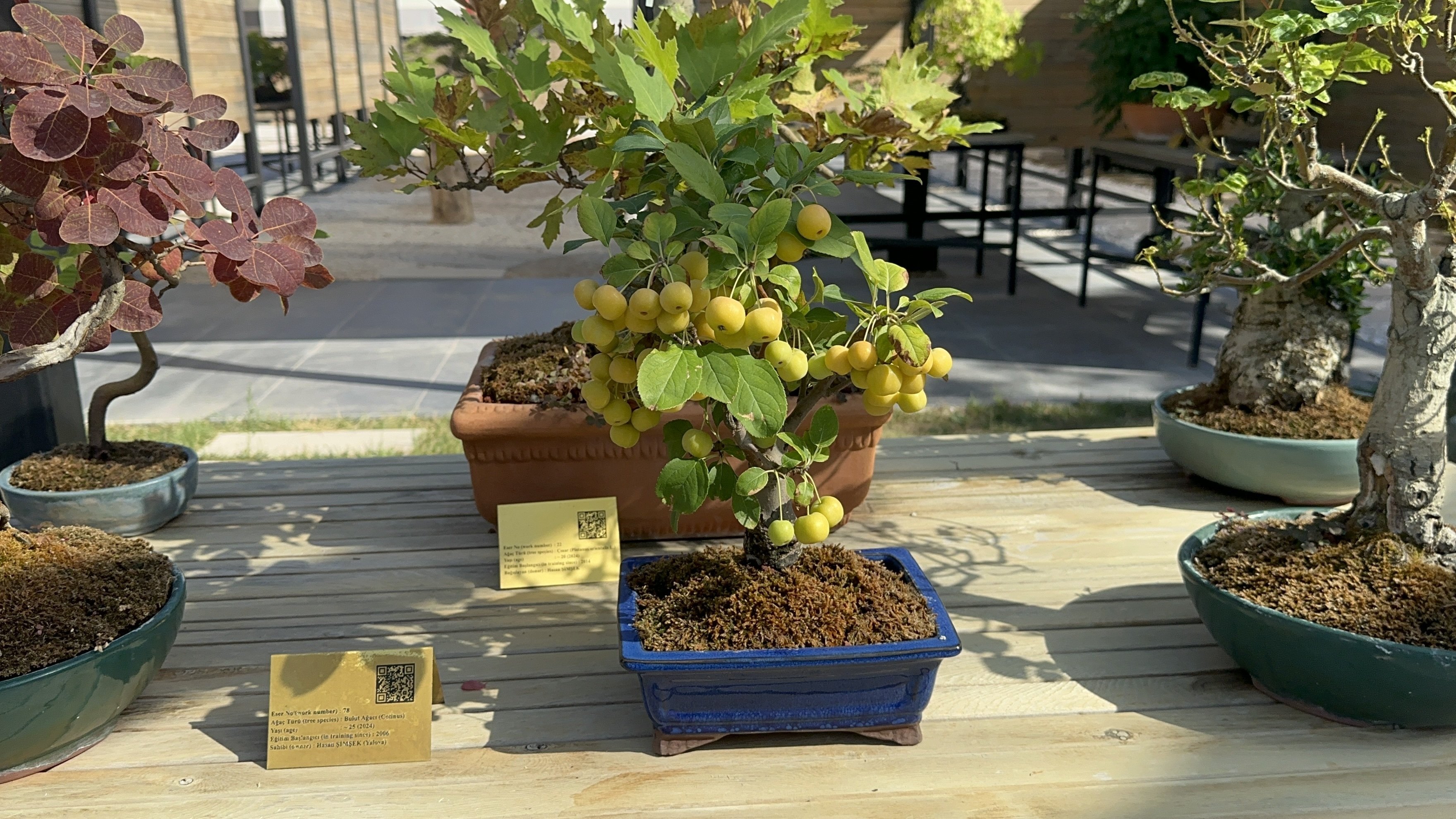 Bonsai Sanatı