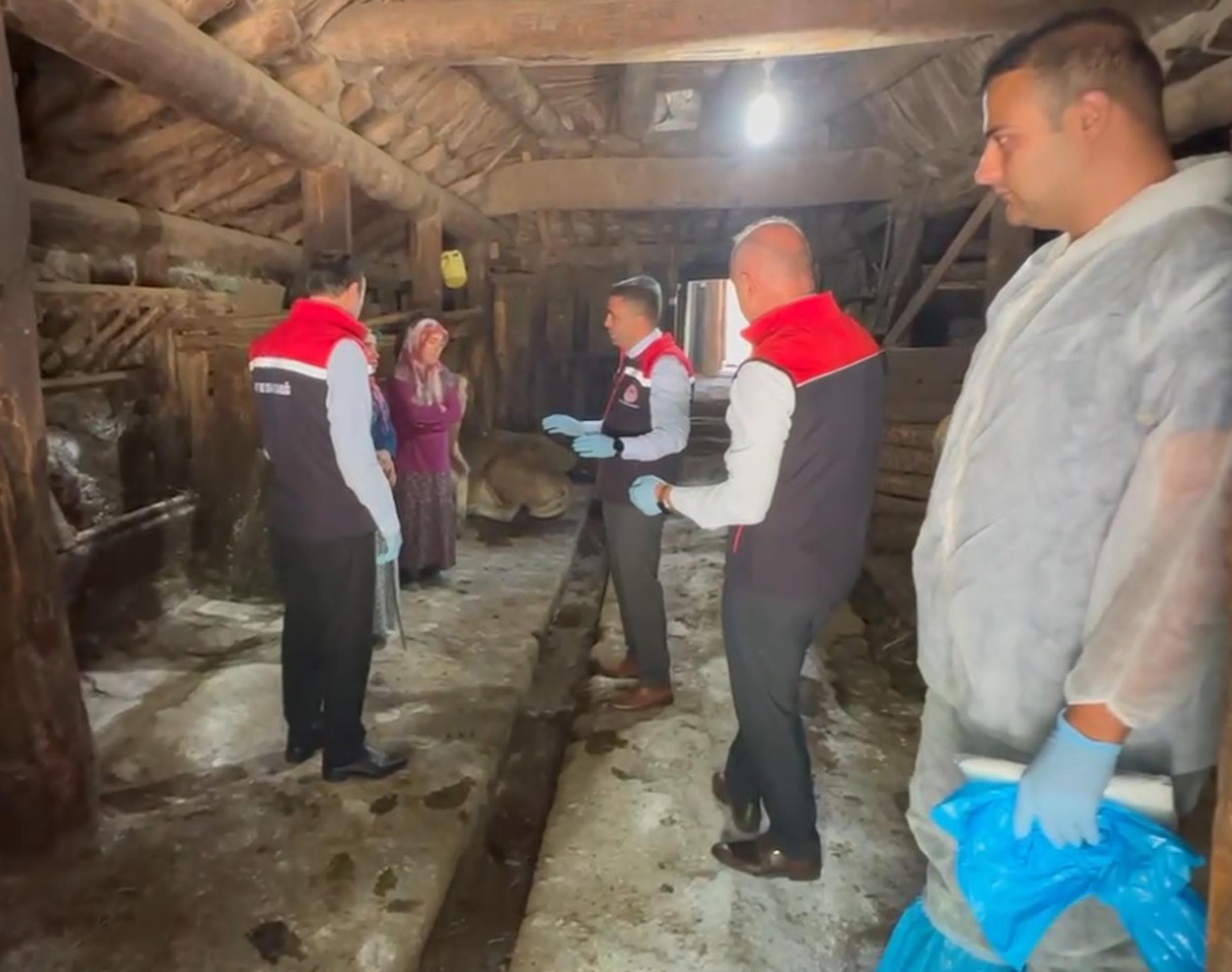 Erzurum hayvan aşılama çalışmaları