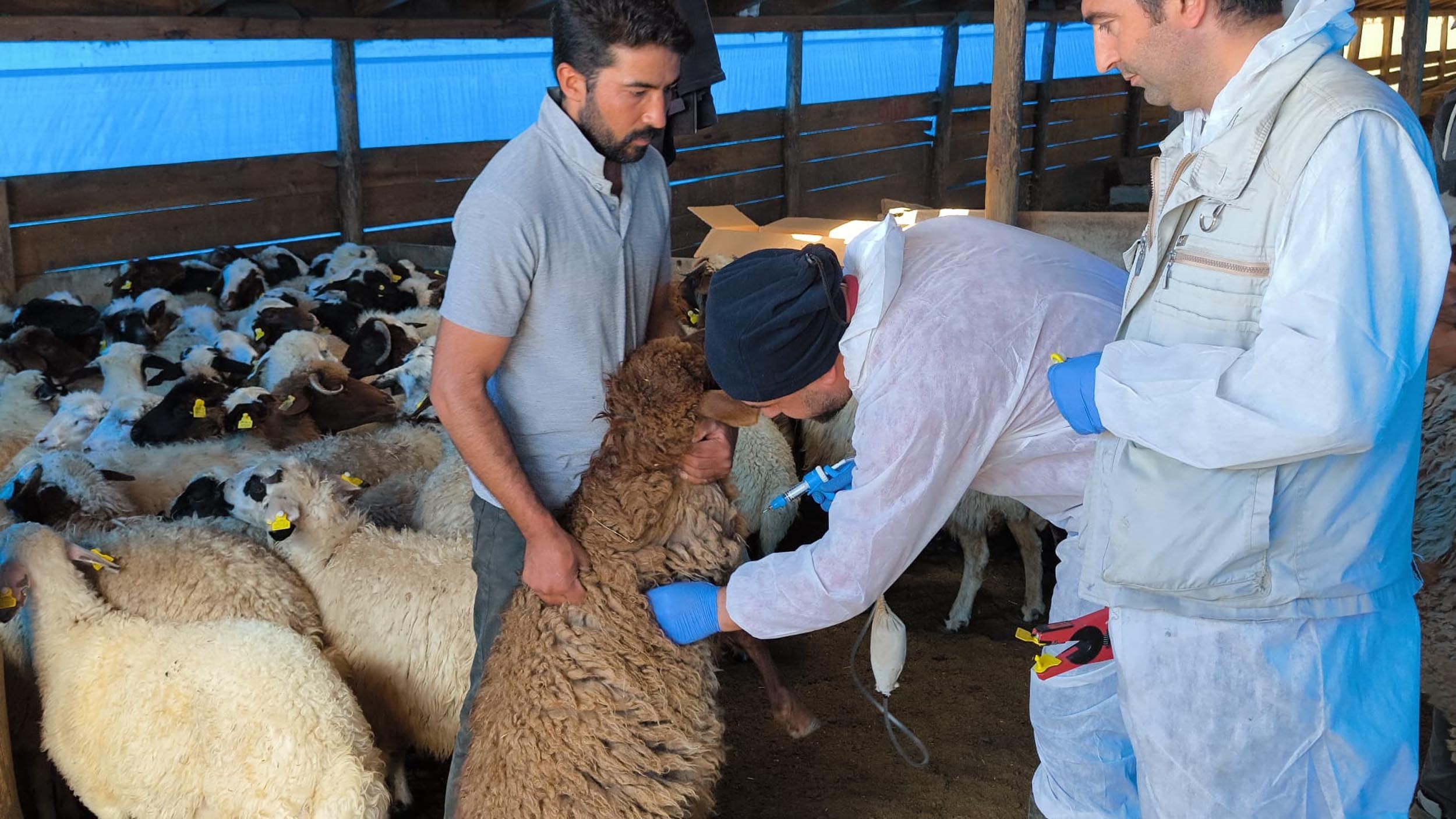 Kars küçükbaş hayvan aşılama
