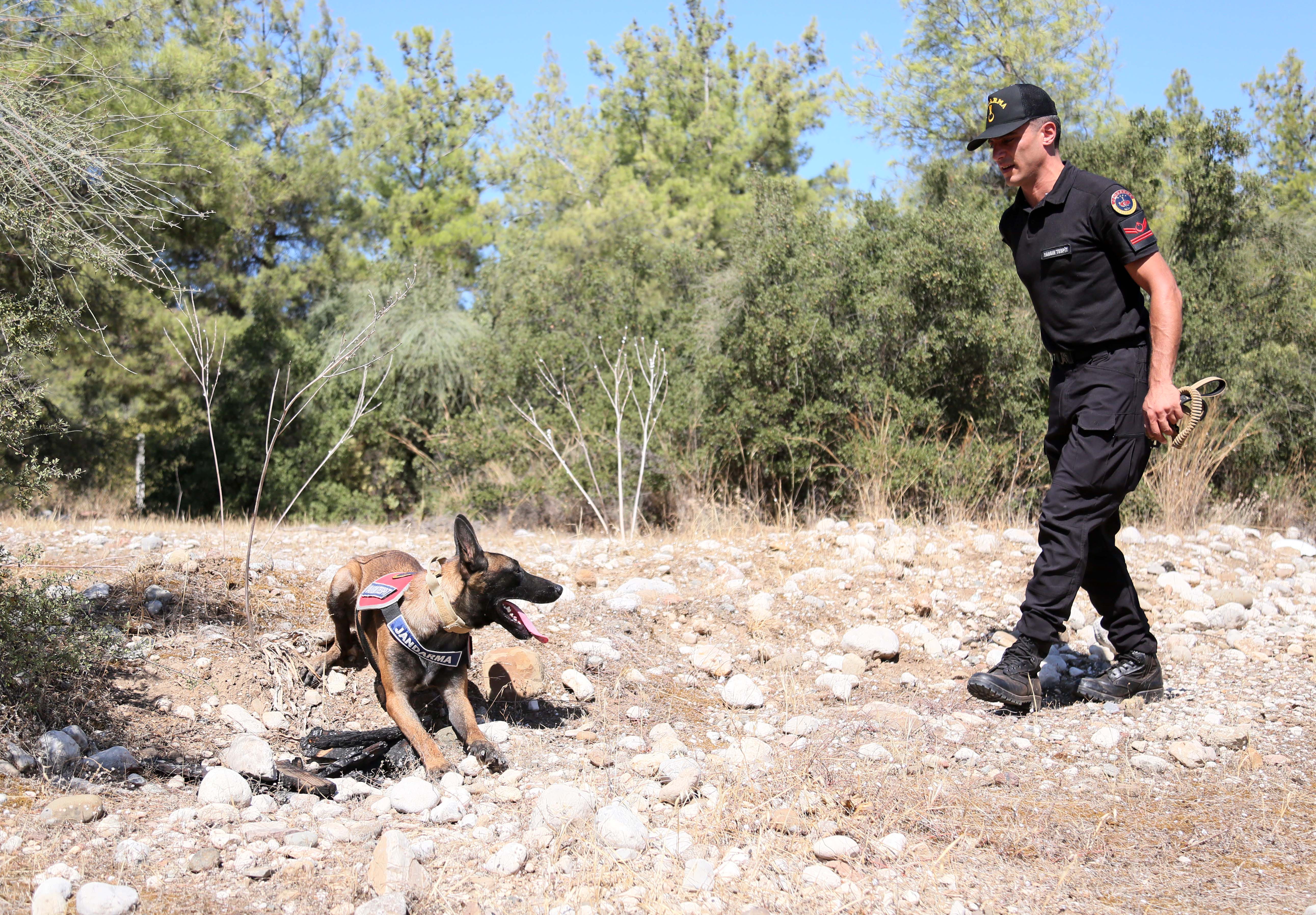 Jandarma köpek eğitimi süreci