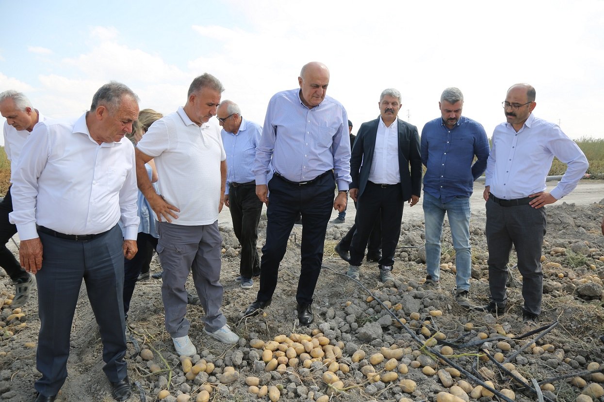 Patates hasadı alanı
