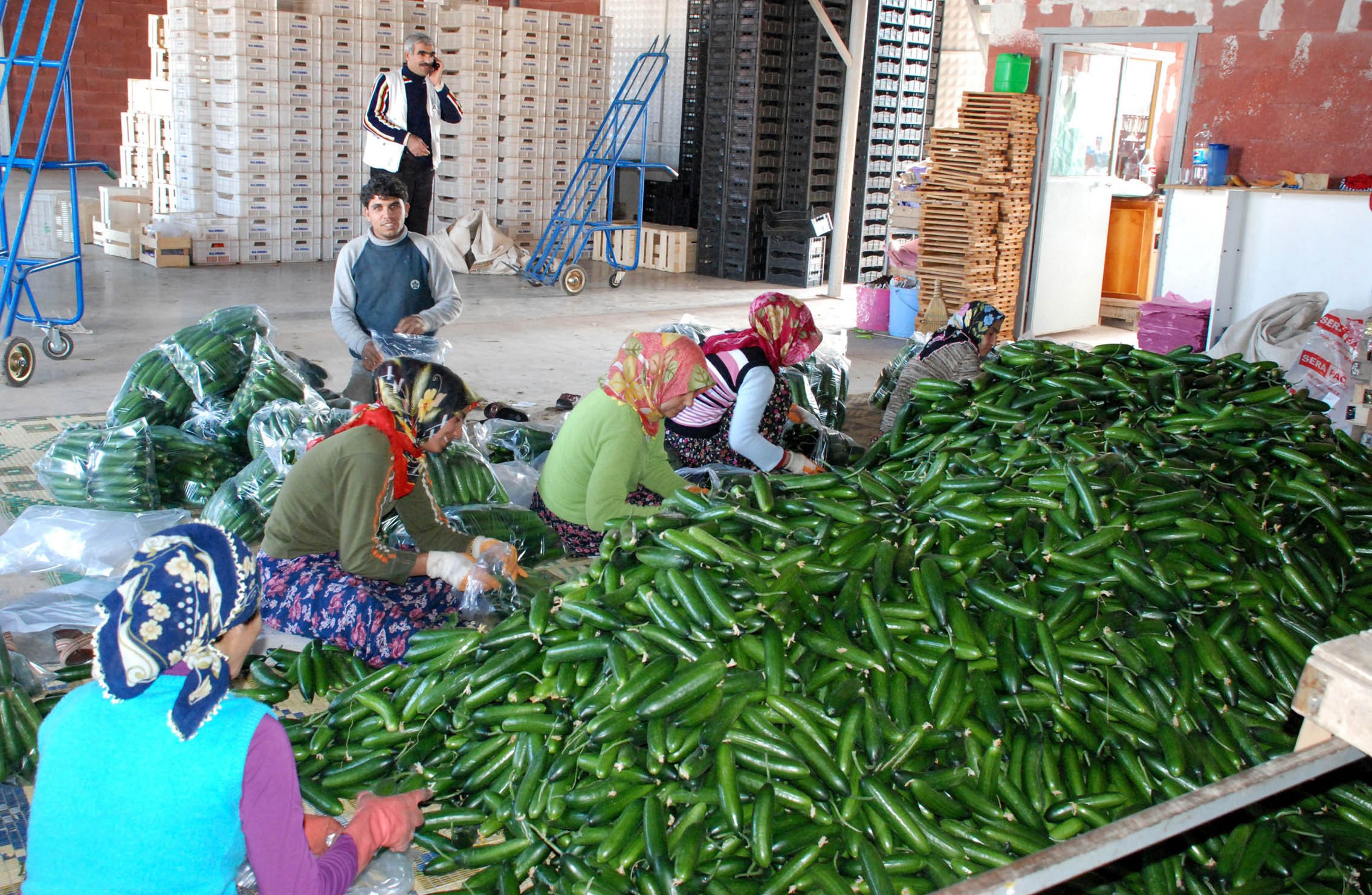 Antalya salatalık ihracatı