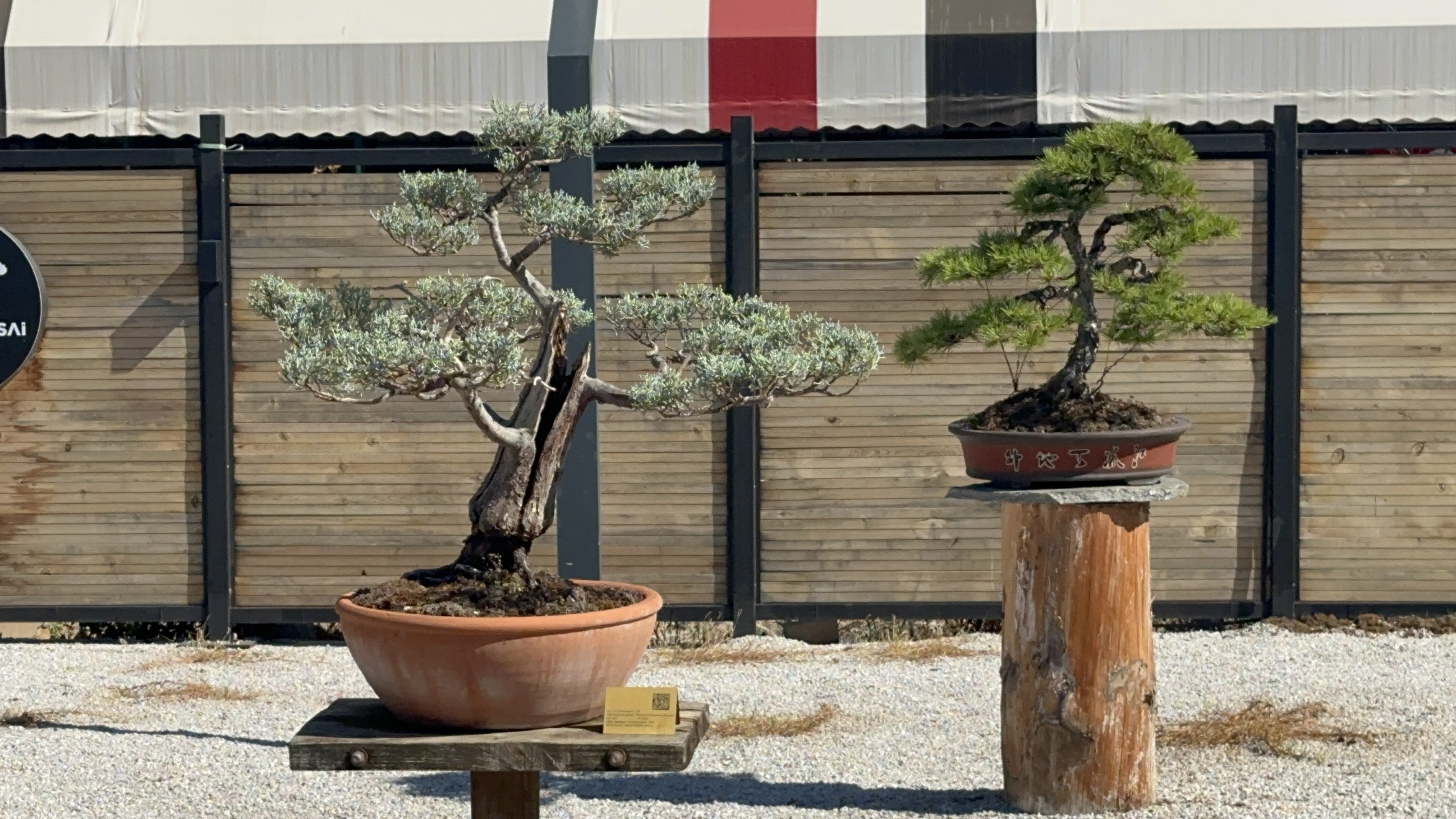 Bonsai Müzesi Ziyareti