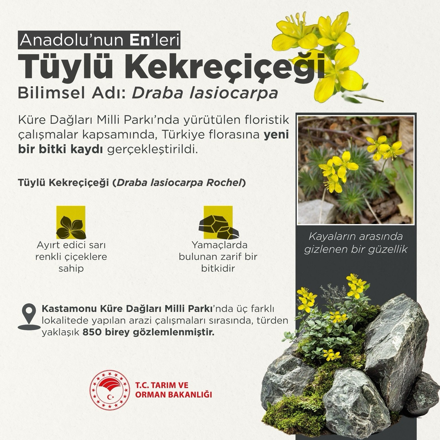 Tüylü Kekreçiçeği keşfi