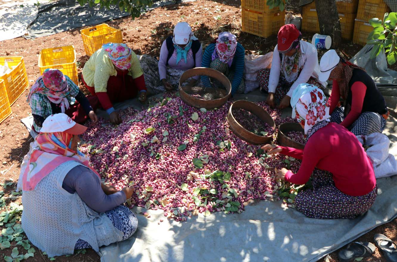 Antep fıstığı işçileri