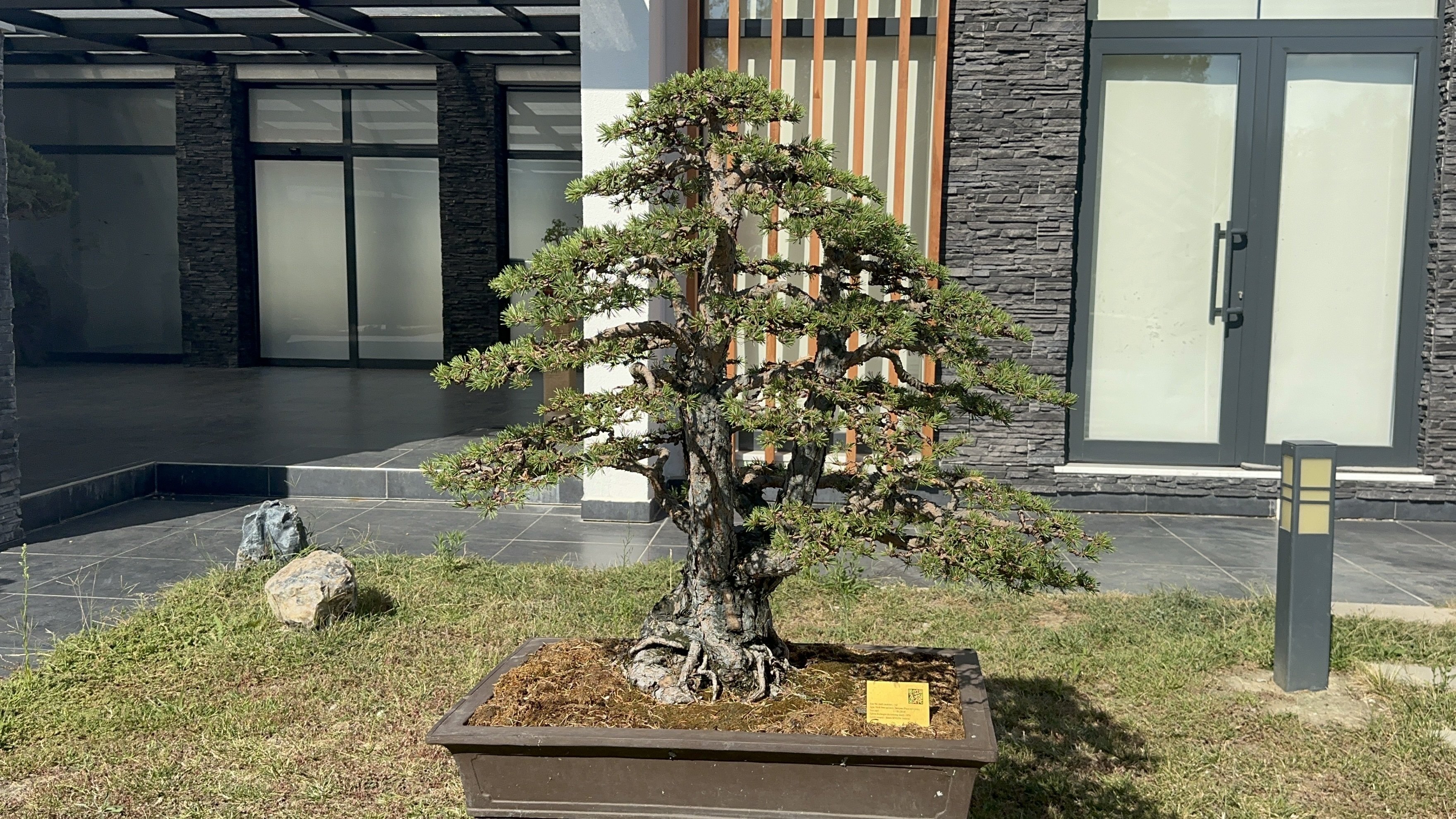 Bonsai Müzesi Ziyaretçileri