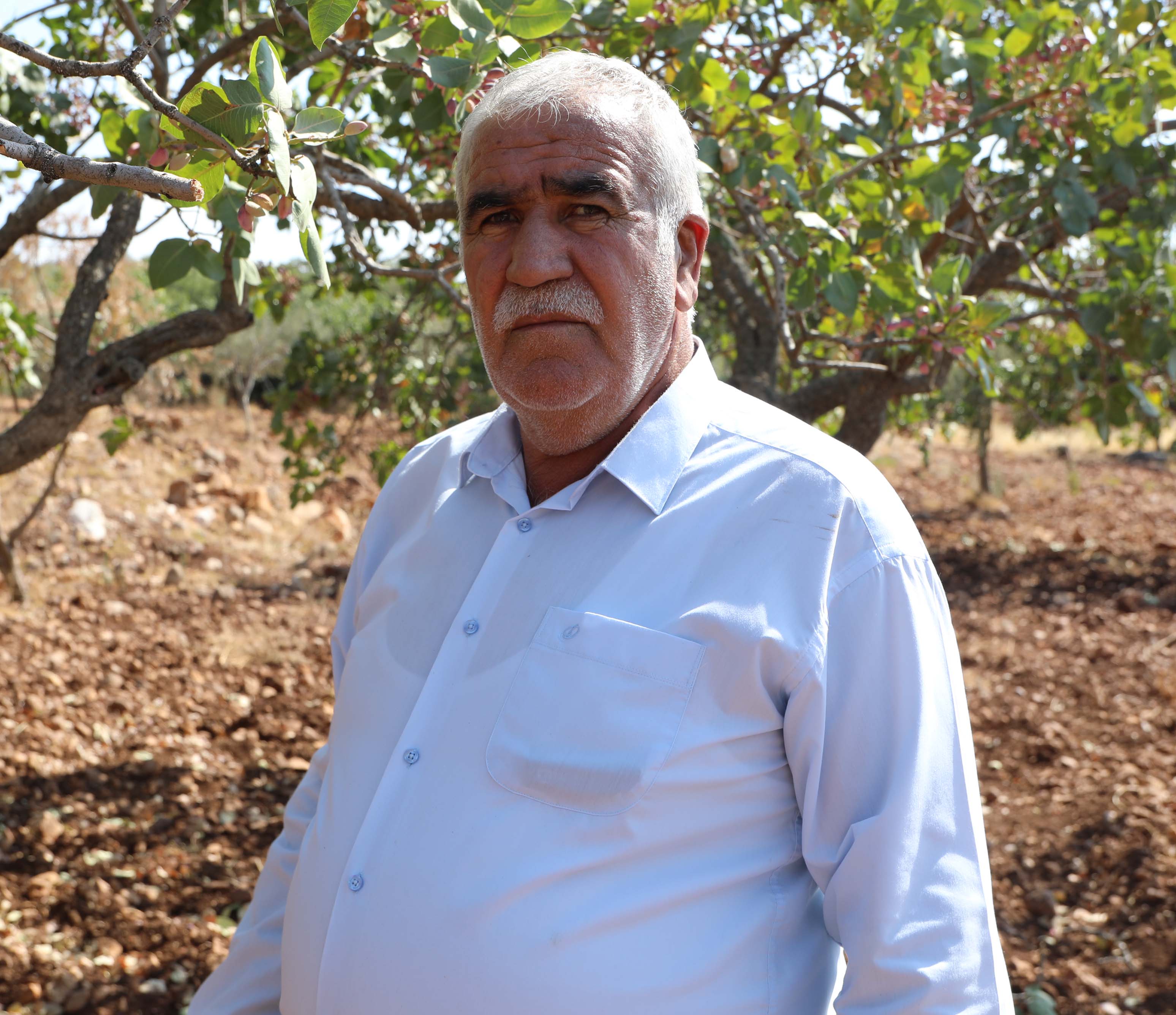 Antep fıstığı fiyatları
