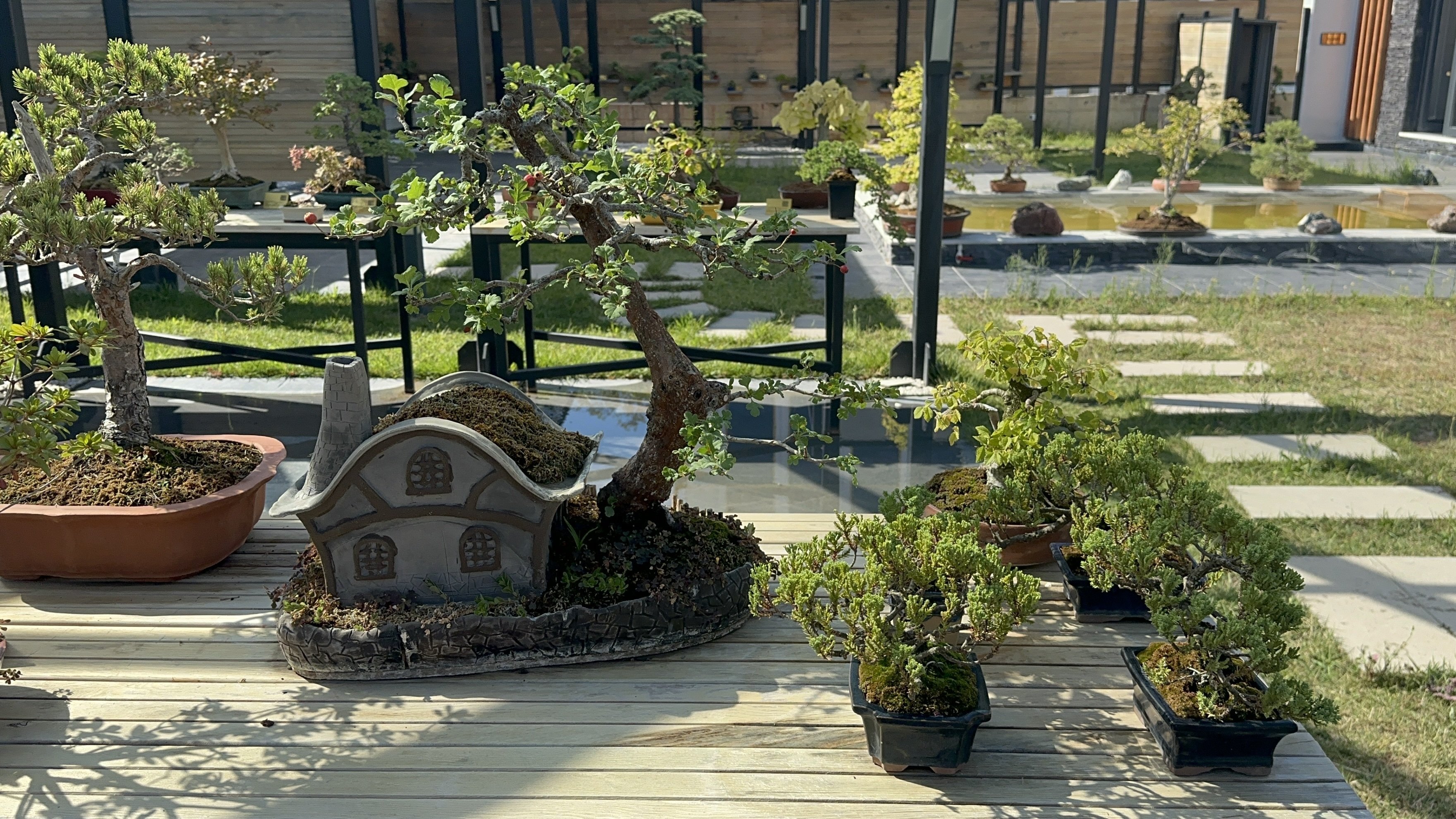 Bonsai Koleksiyonu