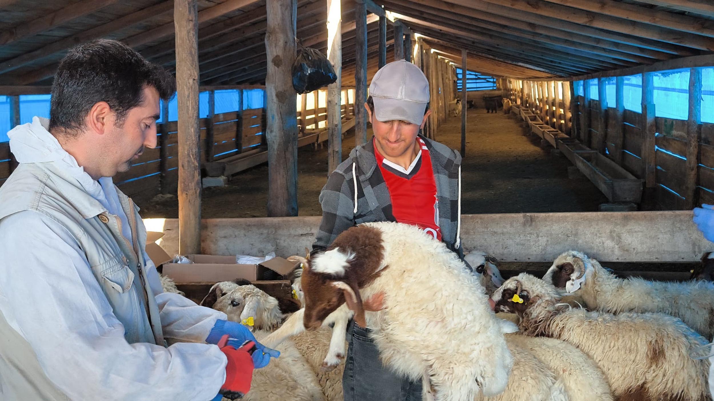 Kars hayvancılık aşı çalışmaları