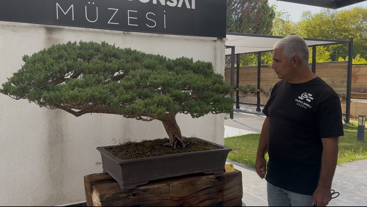 Hasan Şimşek Bonsai Çalışması