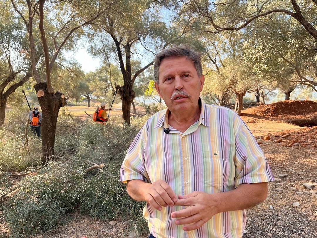Taşınmış zeytin ağaçları