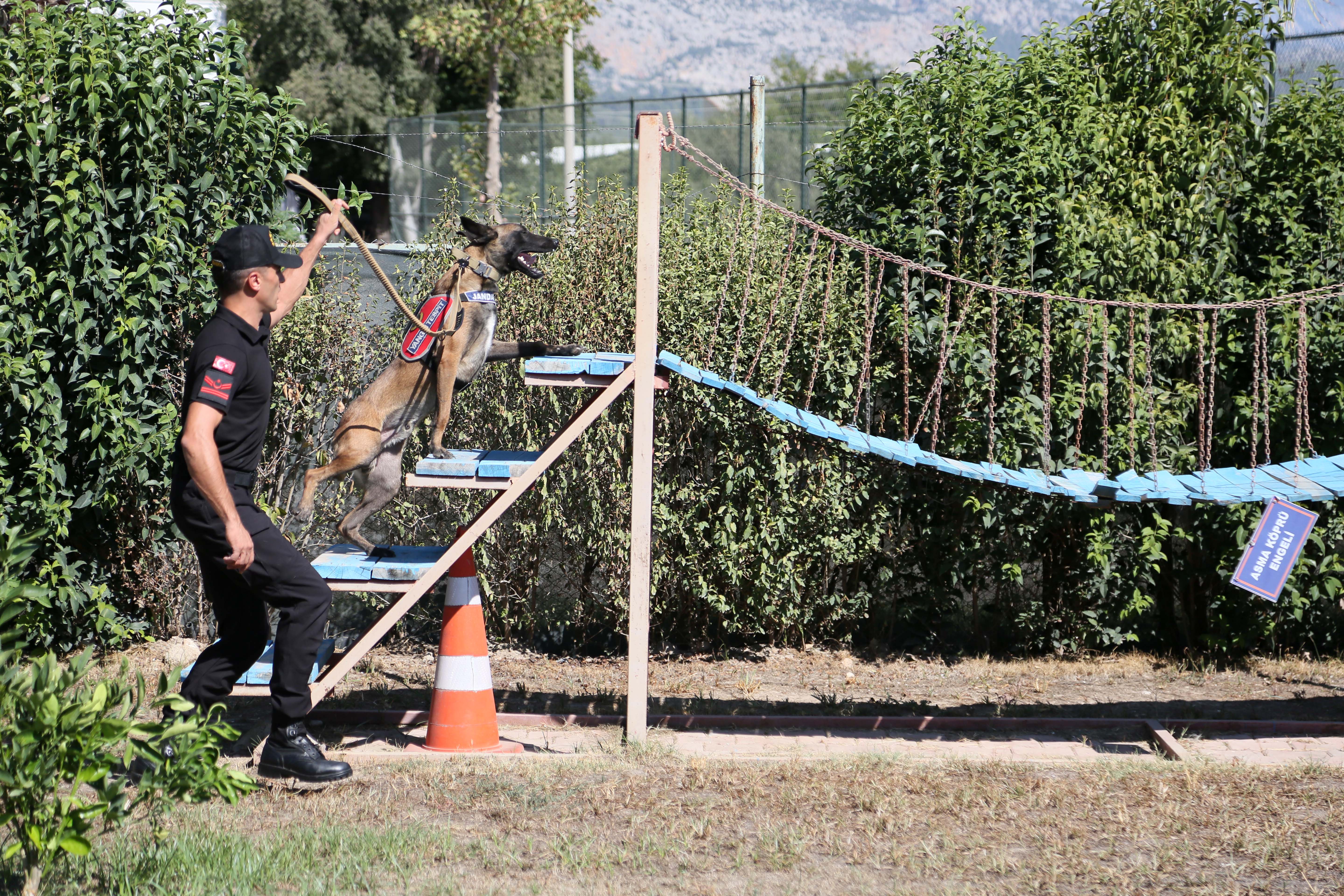 Jandarma köpeği başarılı tespit
