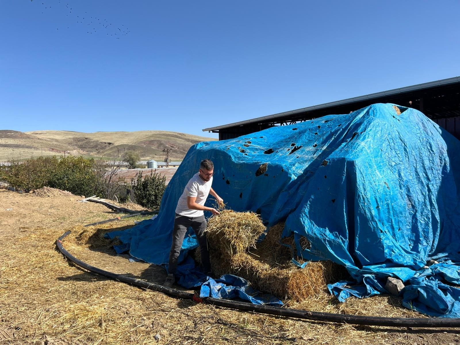 Angus Irkı Büyükbaş Hayvanlar