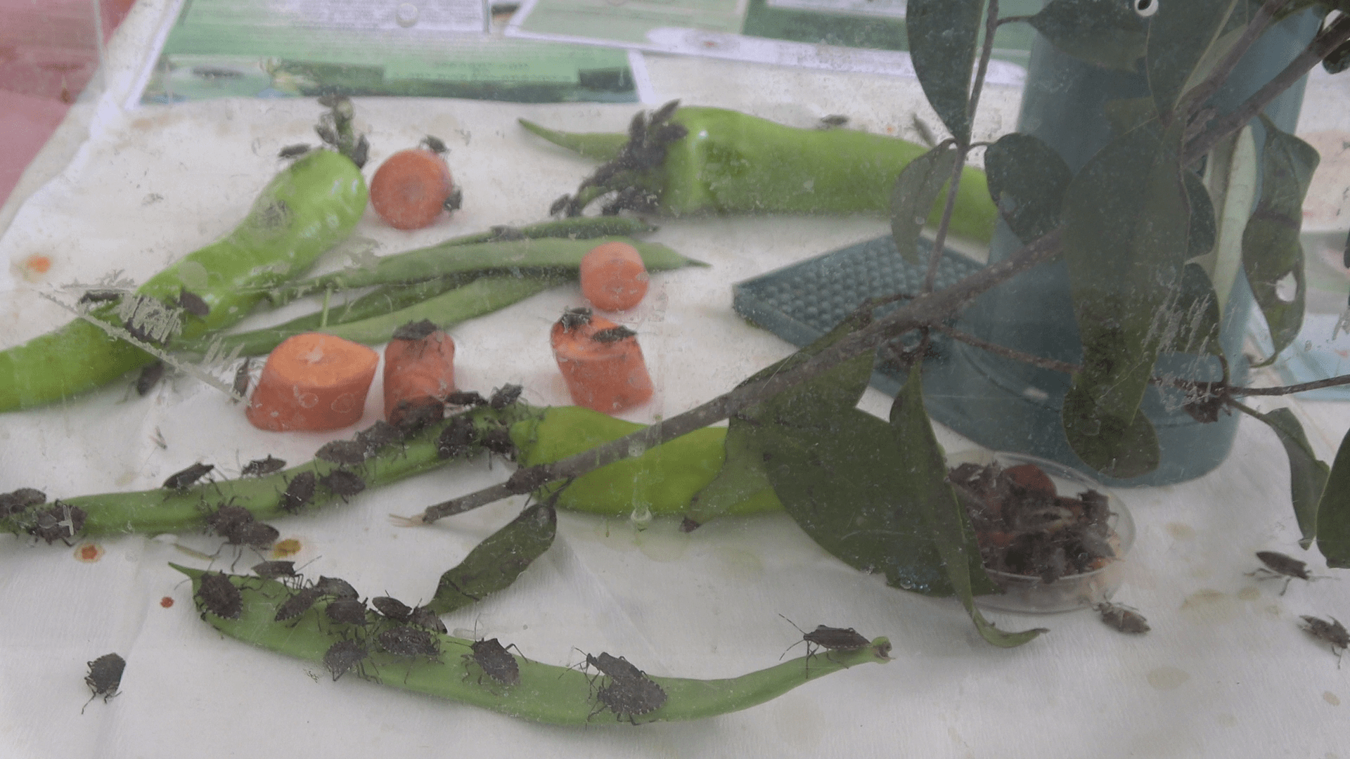 Karadeniz Tarımsal Araştırma Enstitüsü