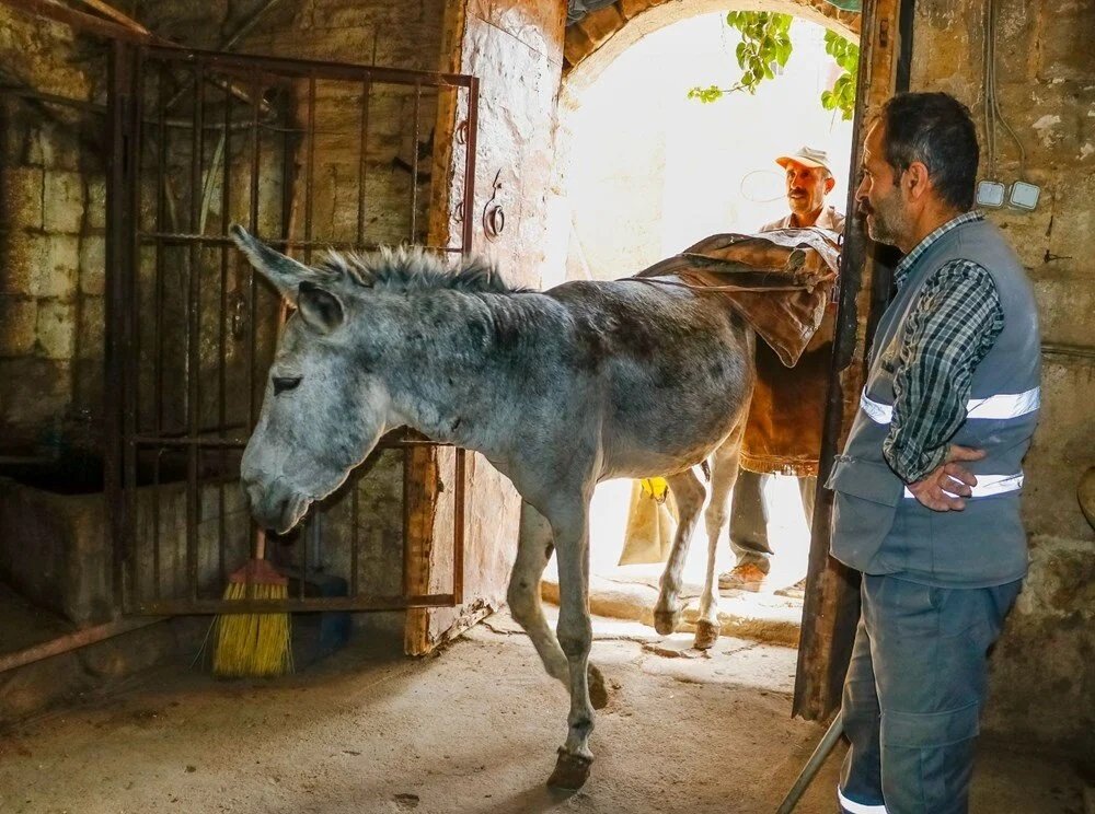 Mardin belediyesi hayvan hakları