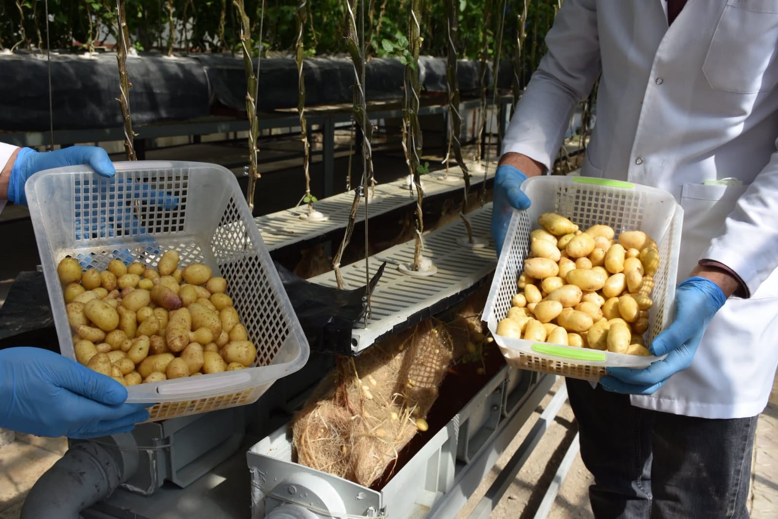 Niğde Patates Araştırma Enstitüsü