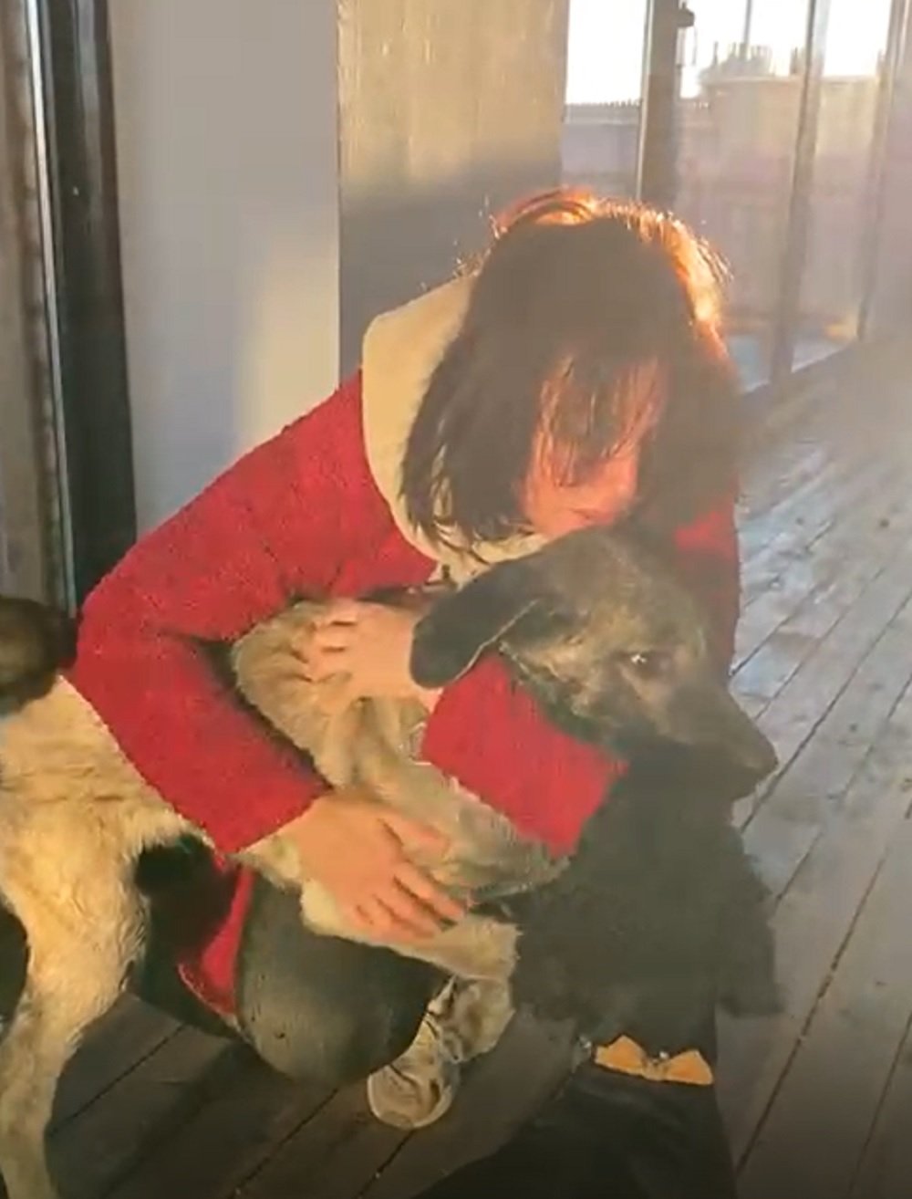 Yiğit köpek sağlık