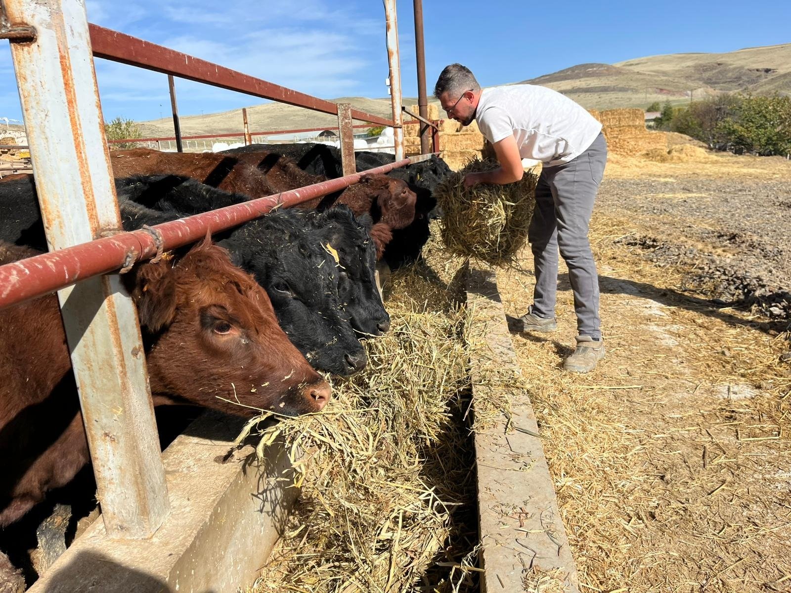 Can Murat Koyuncu Hayvancılık