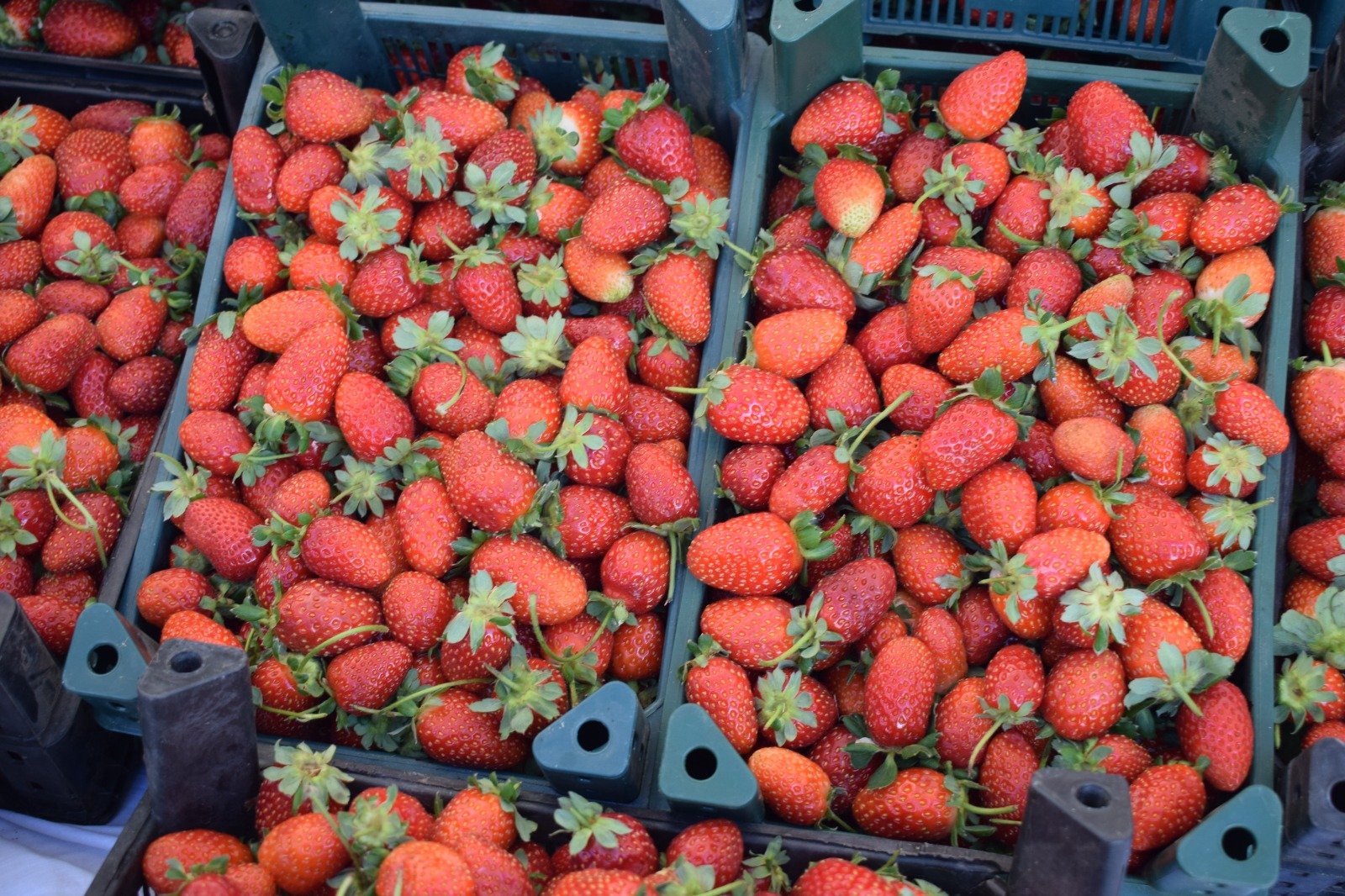 Sason Festivali Katılımcılar