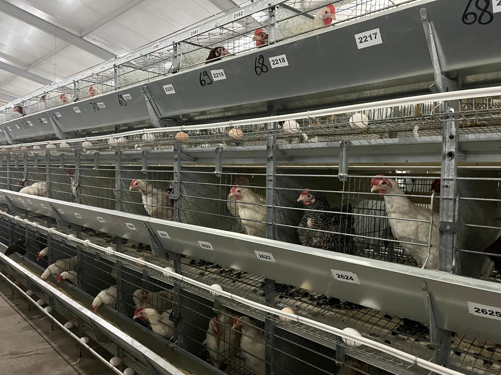 Yapay Zeka Entegrasyonu