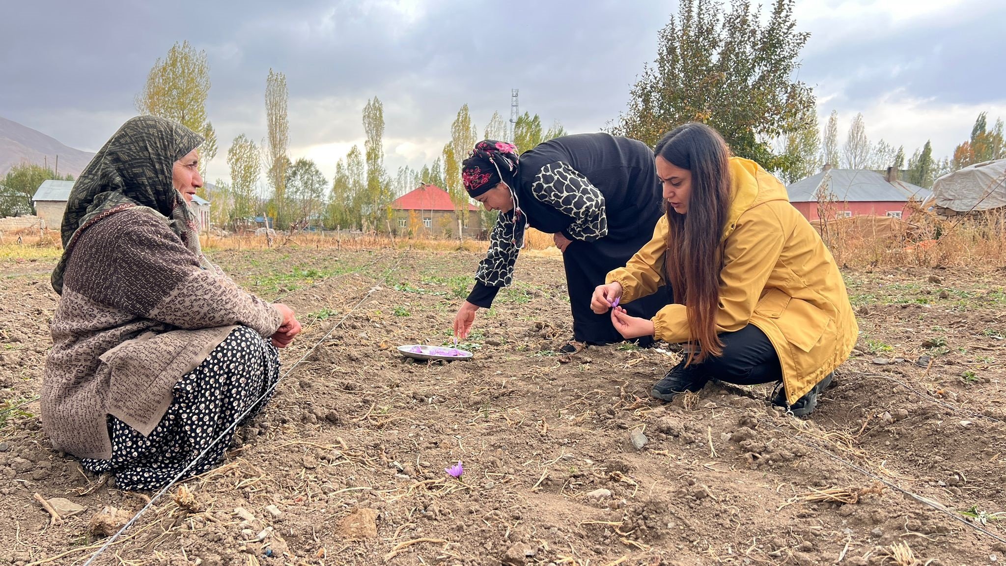 Hakkari safran hasadı kadın kooperatifi