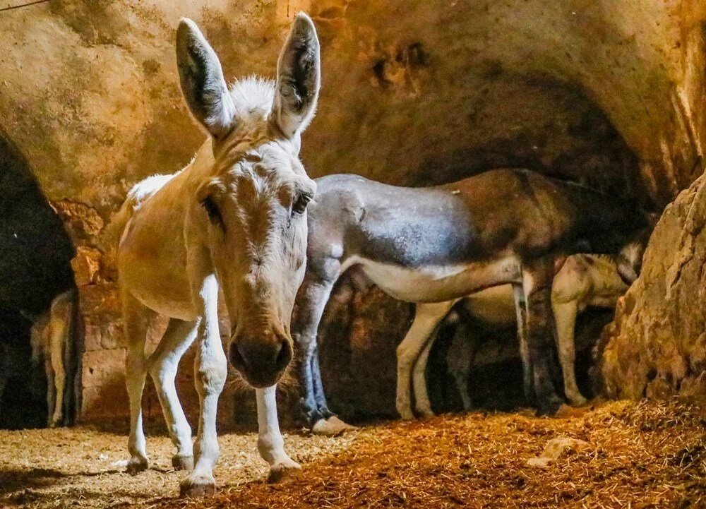 Mardin Artuklu Belediyesi eşekleri