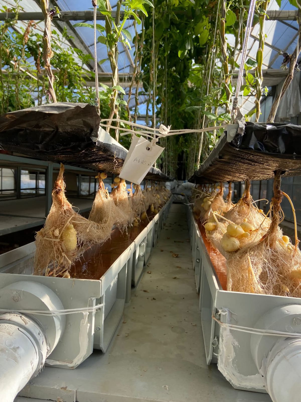 Topraksız Patates Üretimi