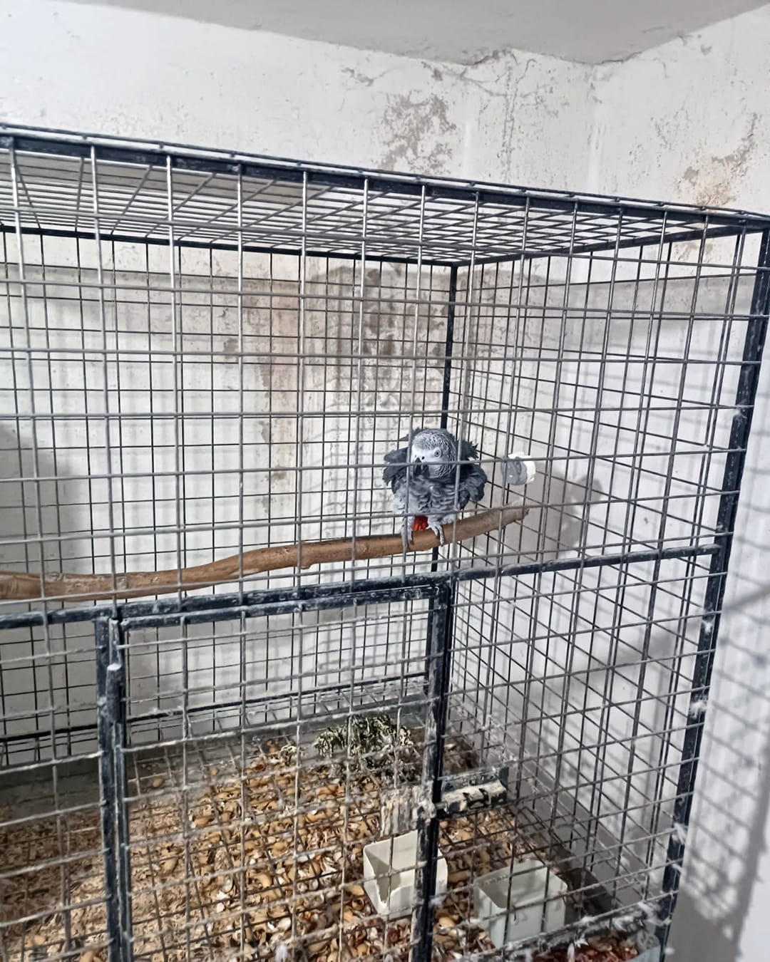 Egzotik papağan türleri