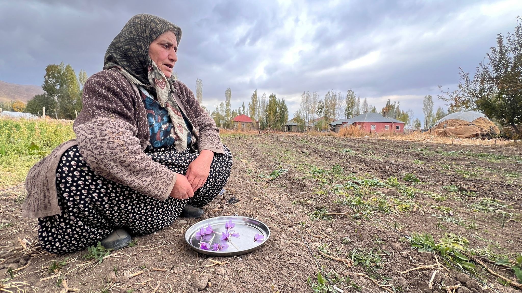 Hakkari safran üretimi