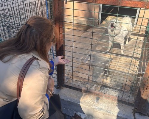 MESAM sanatçılar sokak hayvanları