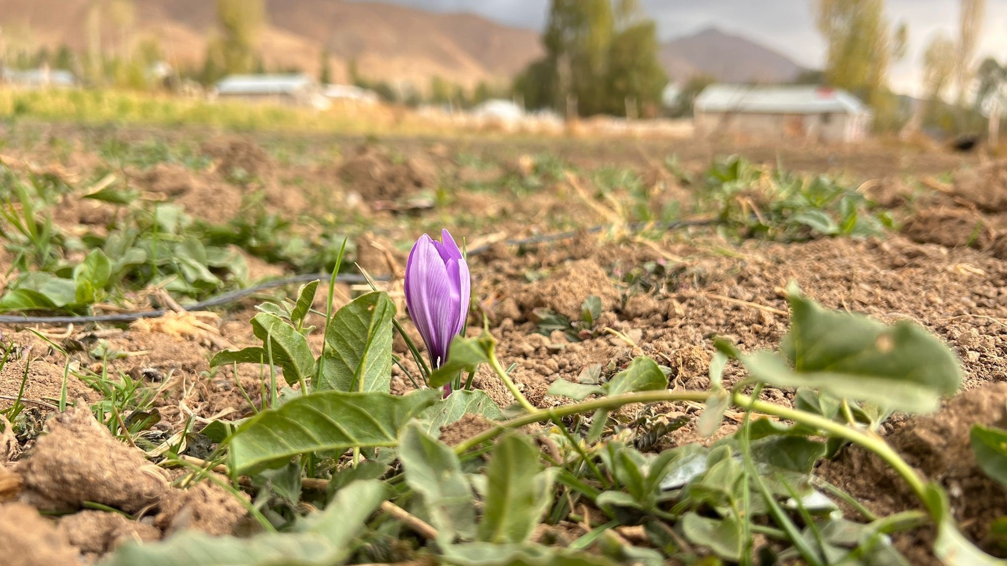 Hakkari tarım projesi